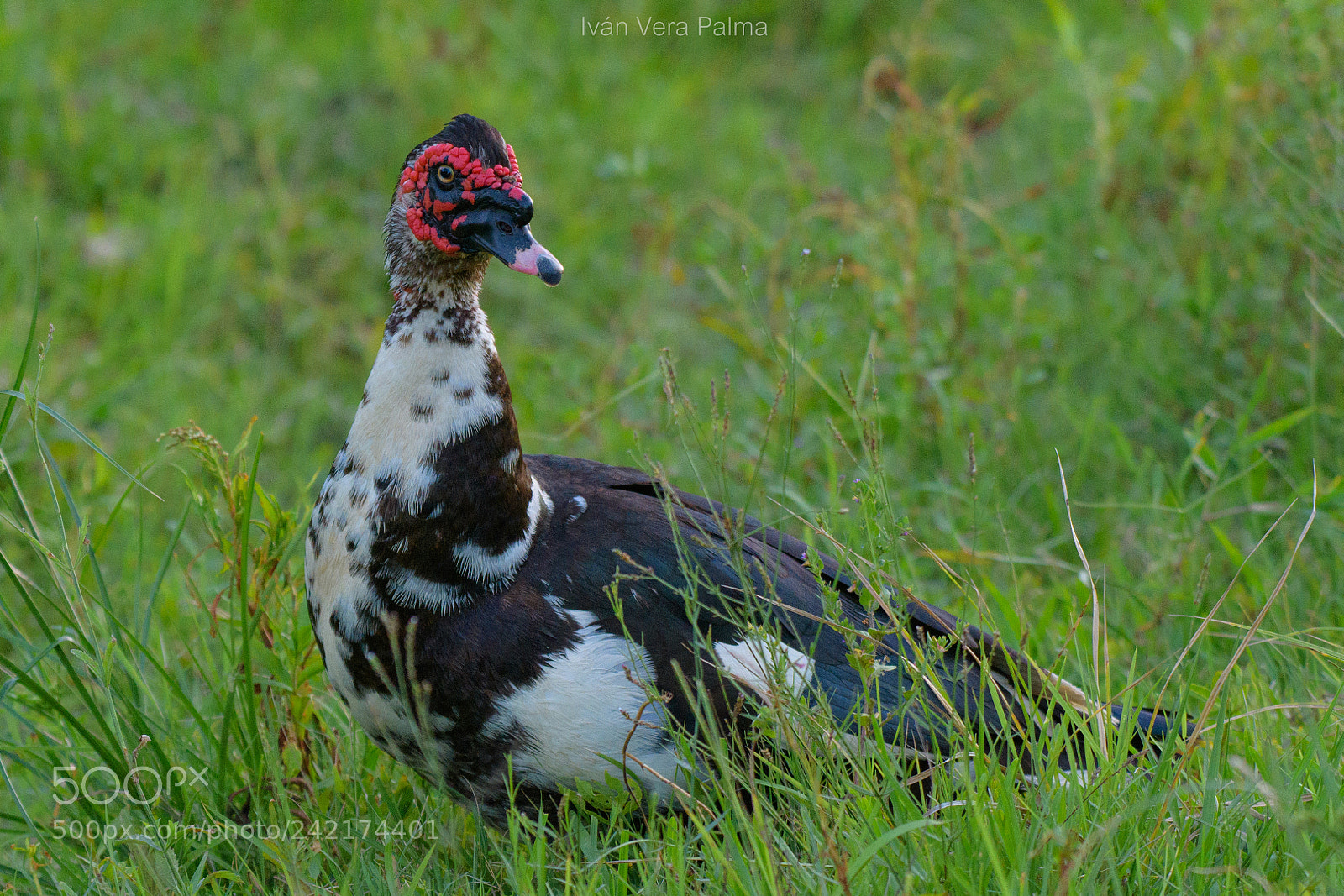 Nikon D500 sample photo. Pato real photography