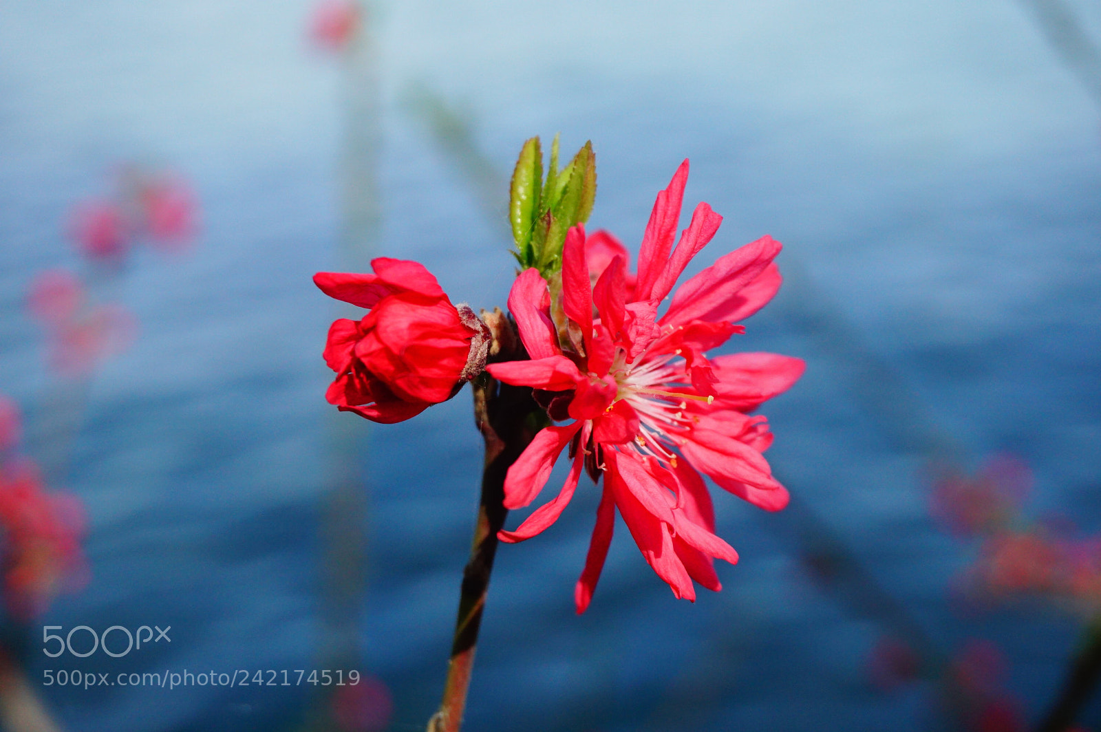 Sony a5100 sample photo. Untitled photography