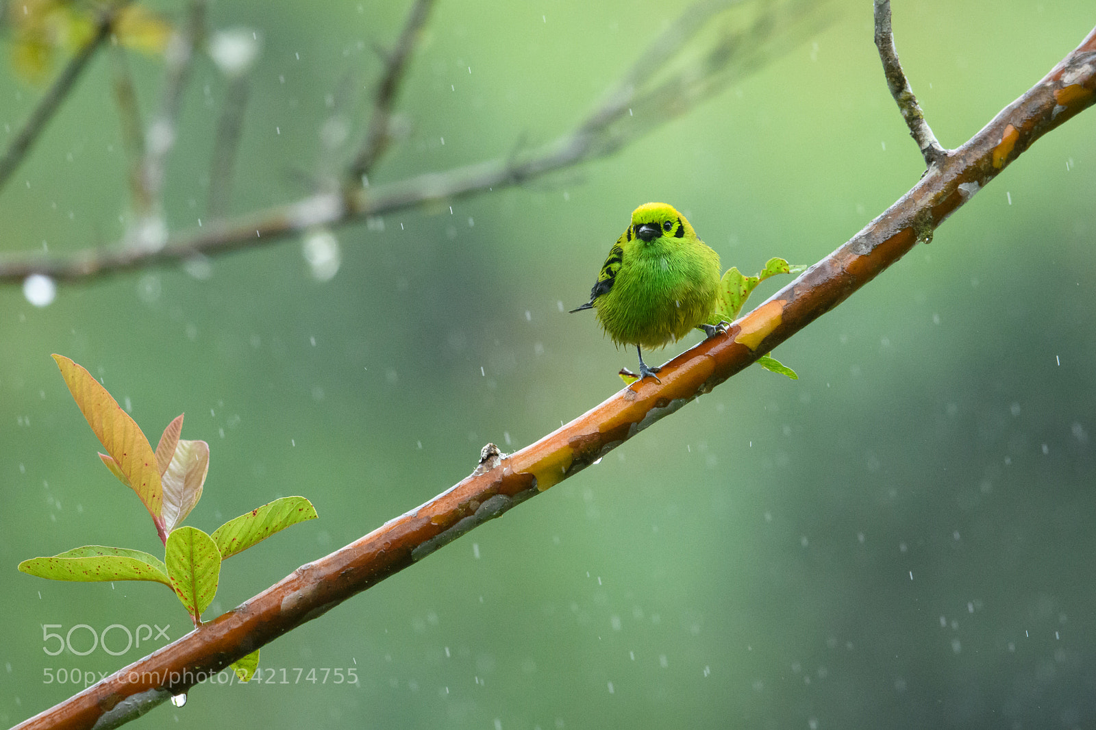 Nikon D850 sample photo. Emerald tanager in the photography