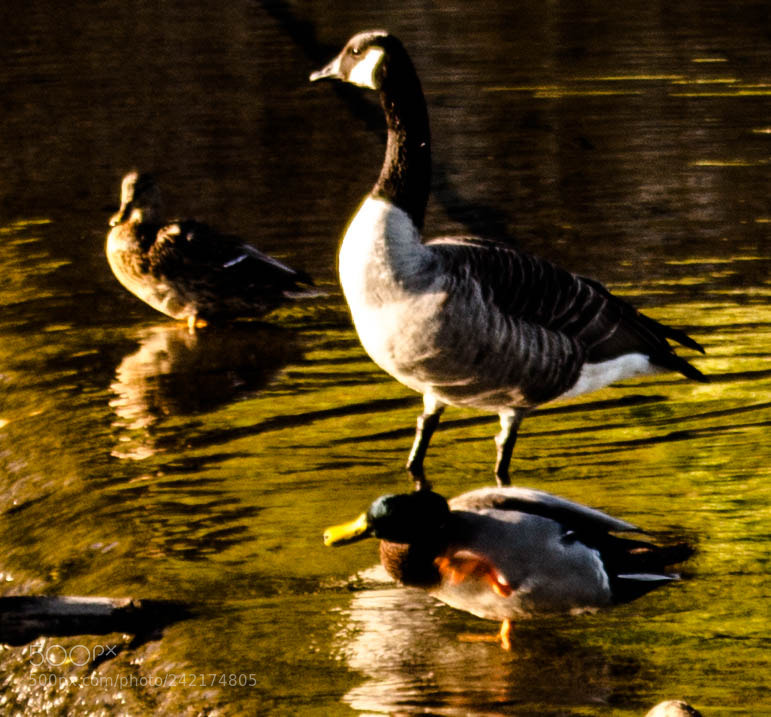 Canon EOS 100D (EOS Rebel SL1 / EOS Kiss X7) sample photo. Ducks in water photography