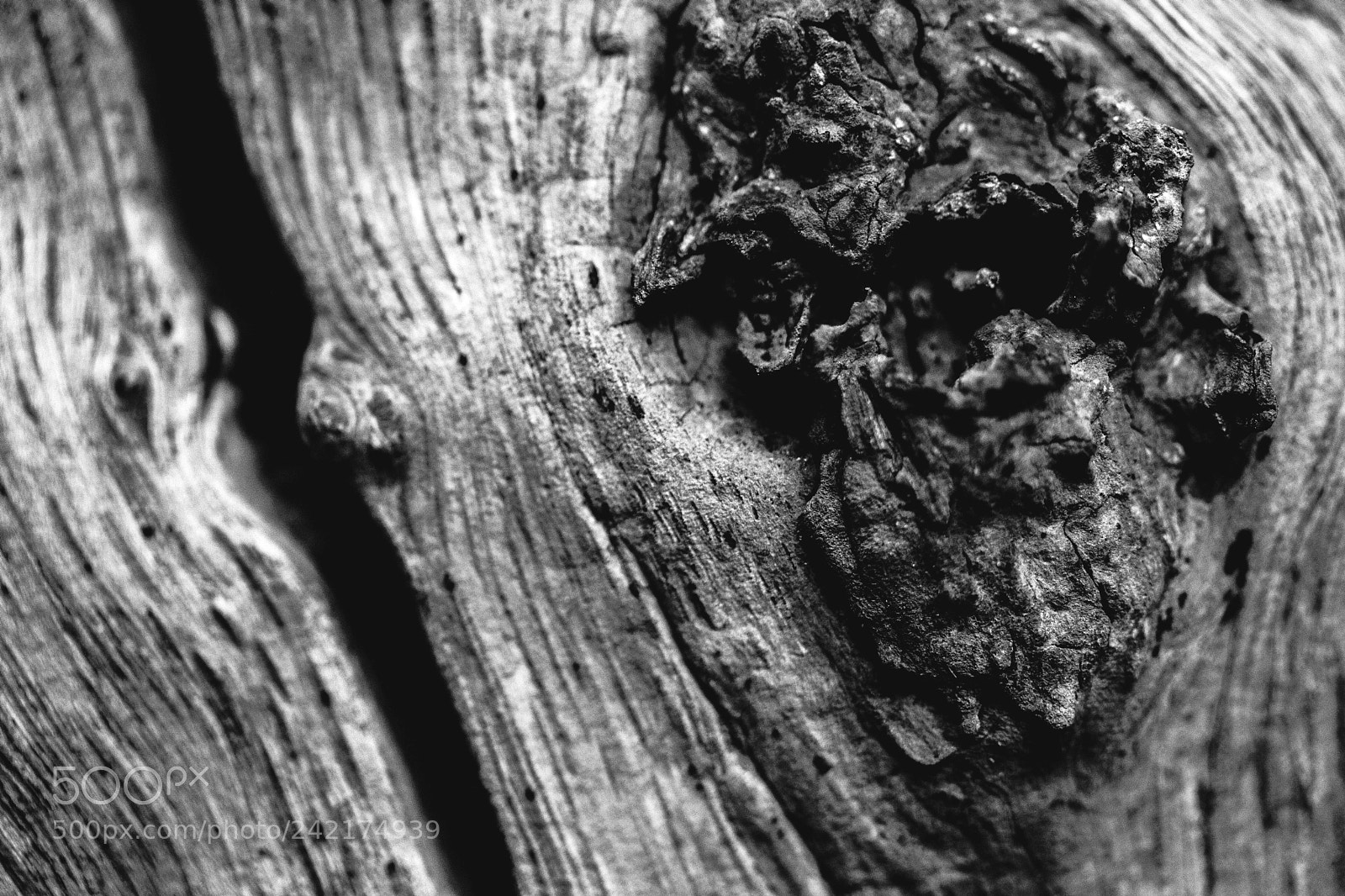 Canon EOS 750D (EOS Rebel T6i / EOS Kiss X8i) sample photo. Mad wood photography