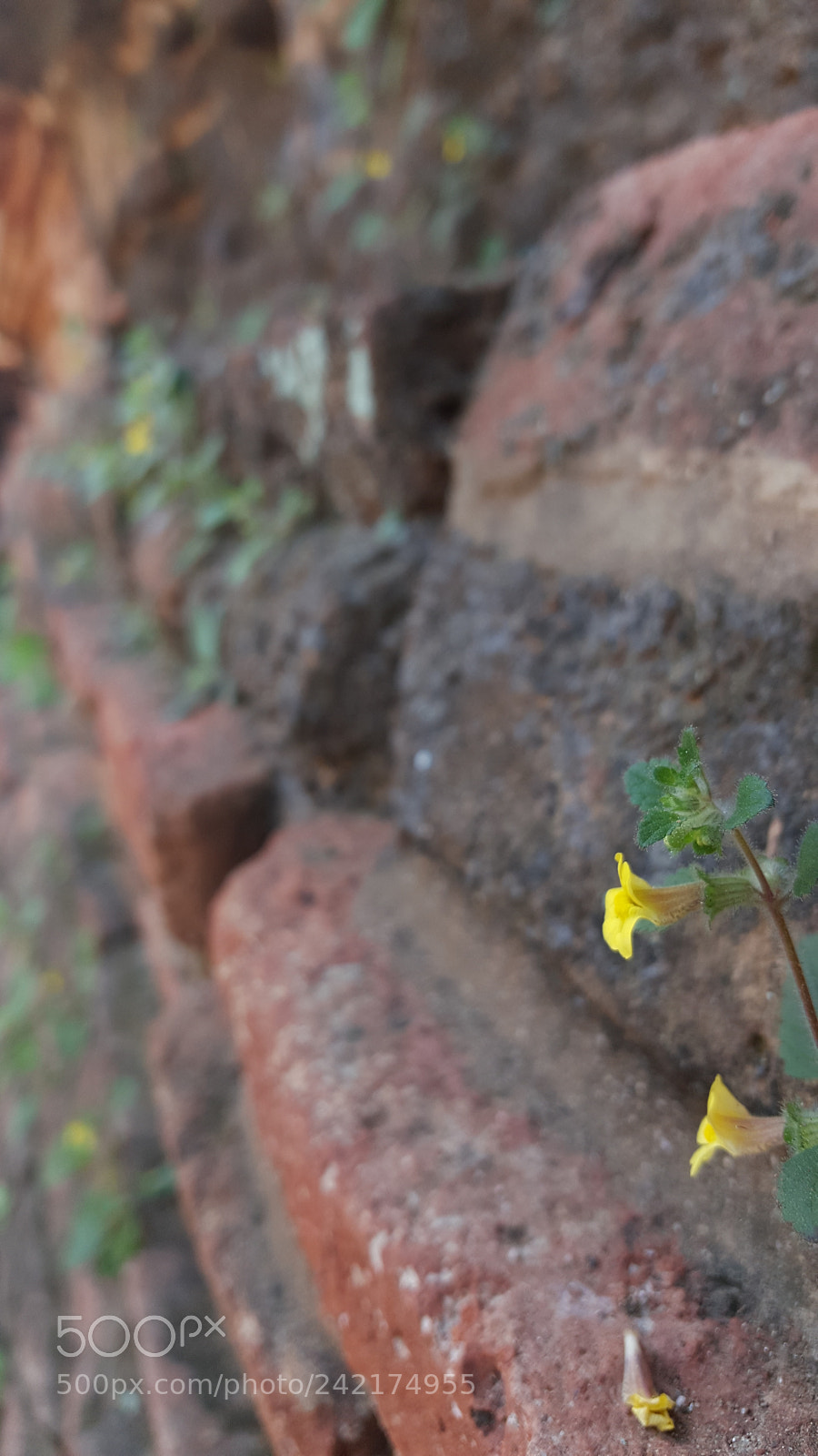 Samsung Galaxy Note5 sample photo. Flower on the wall photography