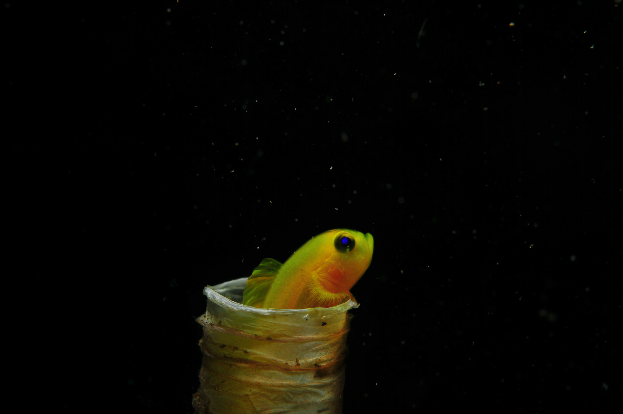 Nikon D300S sample photo. Lemon goby photography