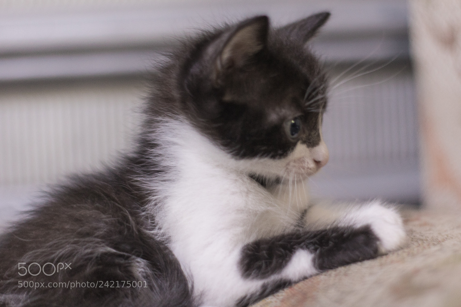 Canon EOS 750D (EOS Rebel T6i / EOS Kiss X8i) sample photo. Puppy photography