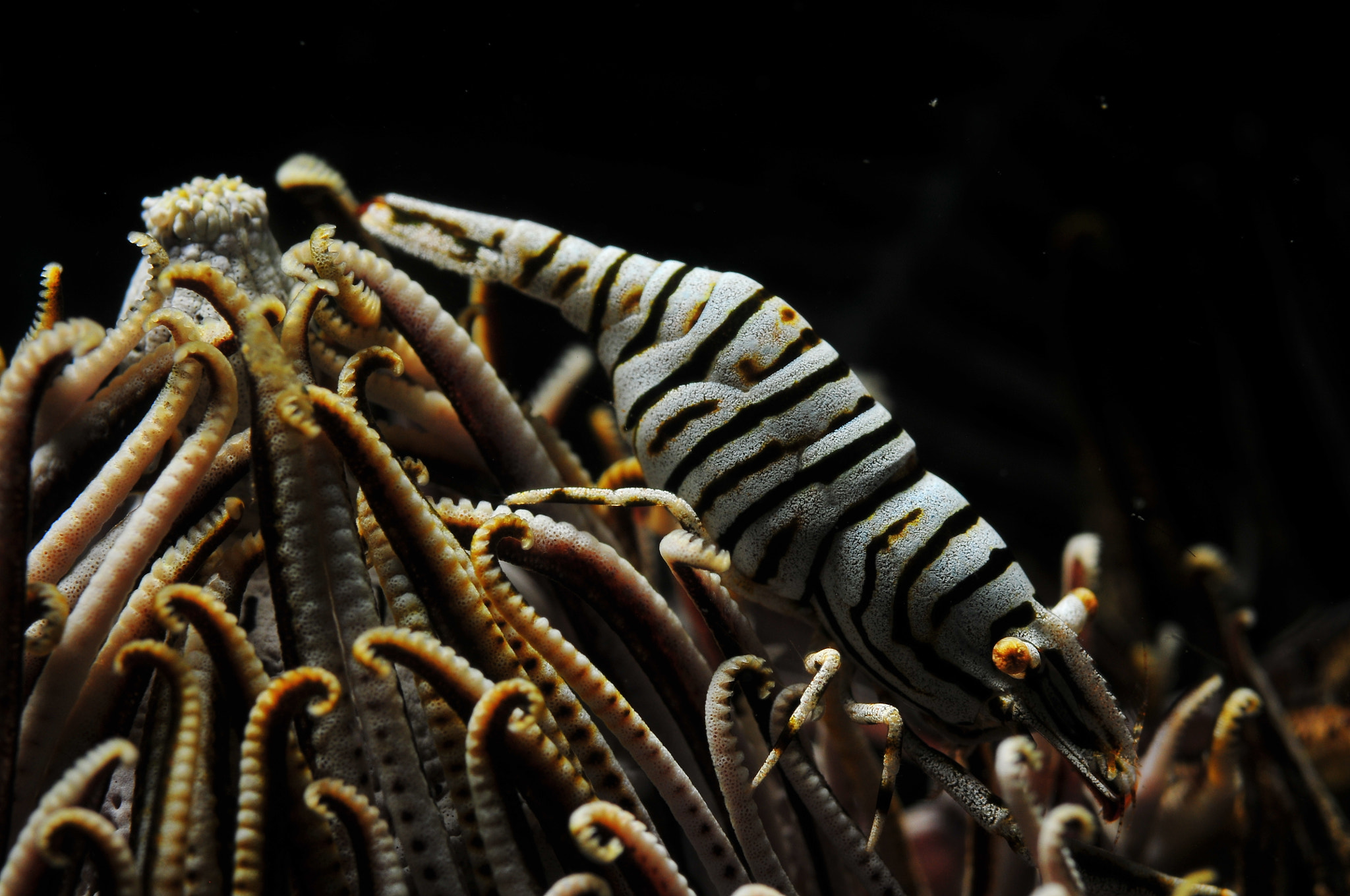 Nikon D300S + Nikon AF Micro-Nikkor 60mm F2.8D sample photo. White crinoid shrimp photography