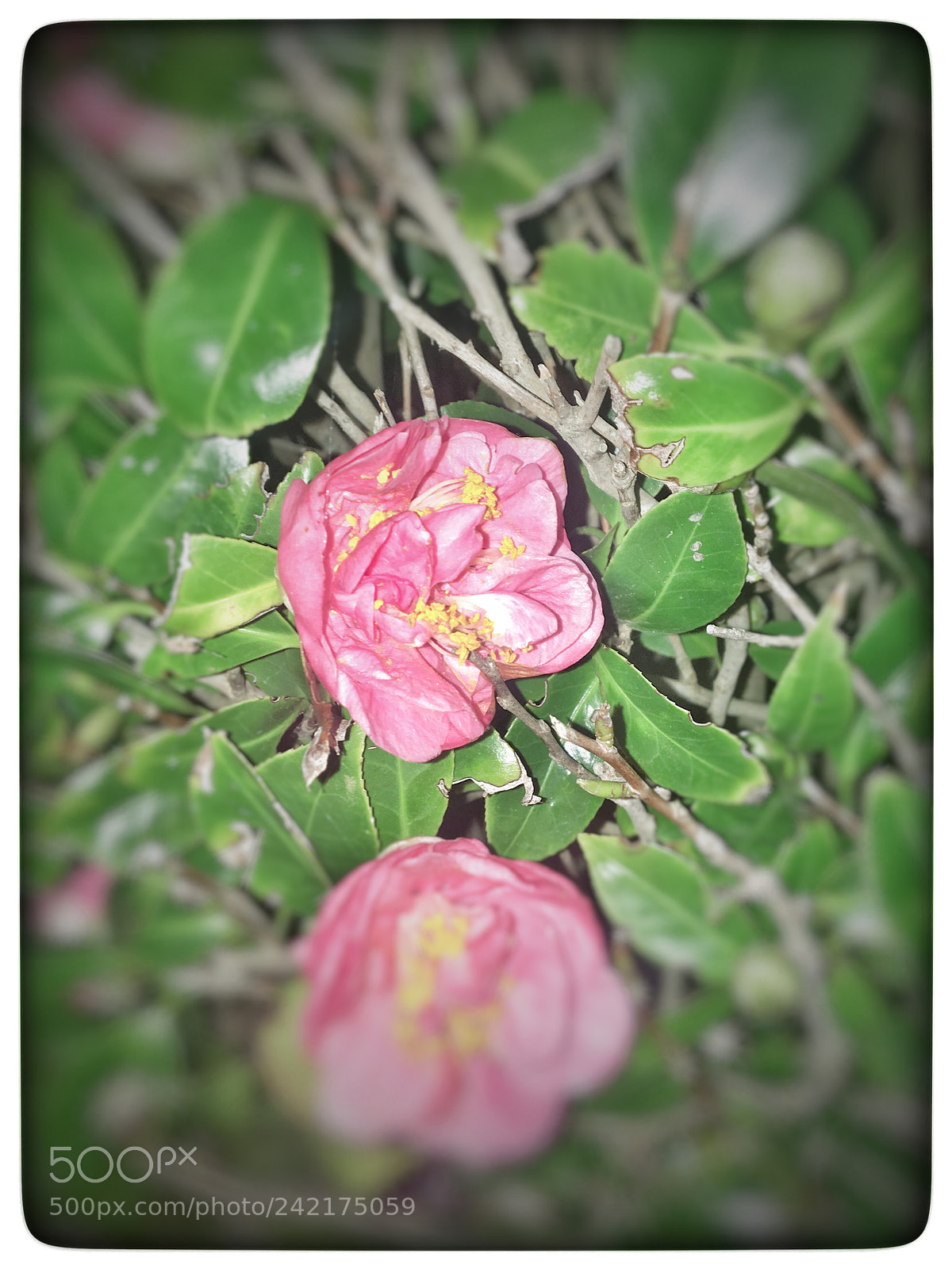 Apple iPhone 6s sample photo. Untitled photography