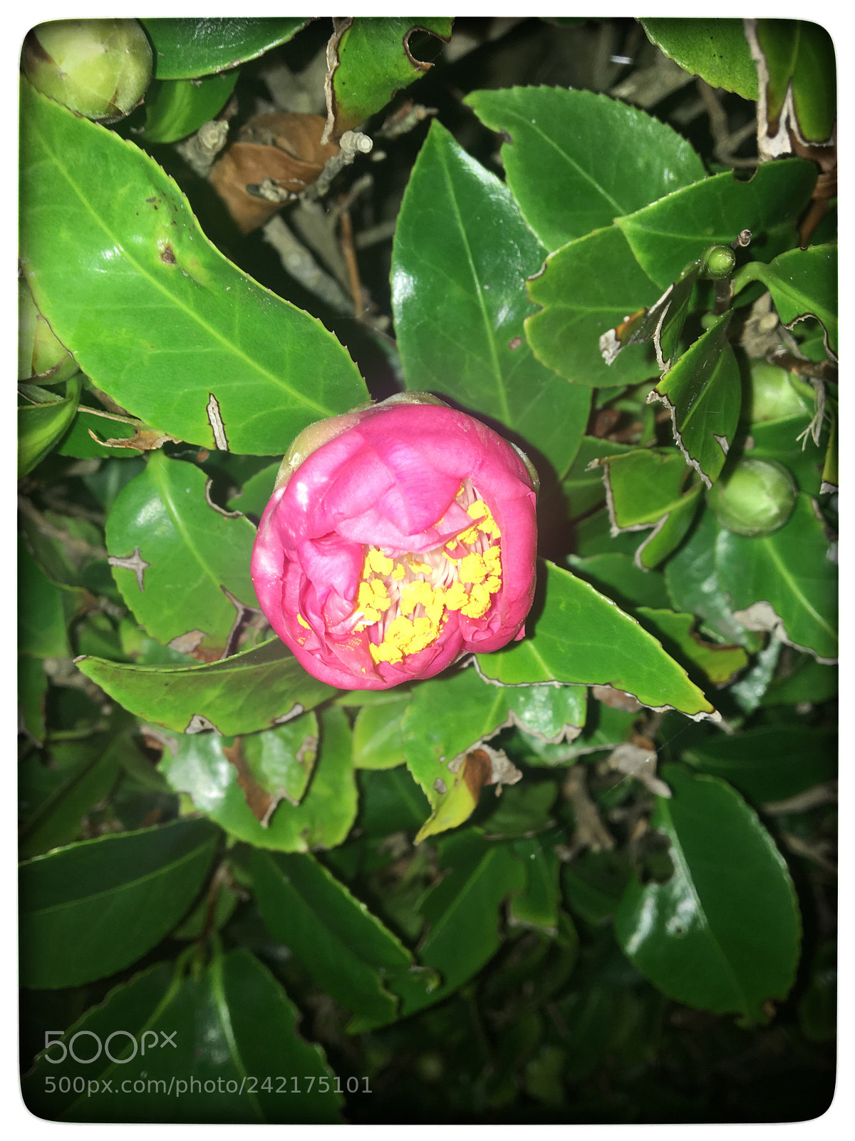 Apple iPhone 6s sample photo. Untitled photography