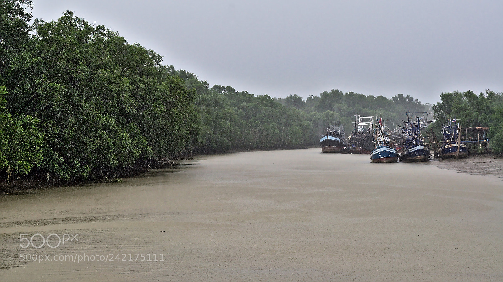 Nikon D5000 sample photo. Rain over the mangrove photography