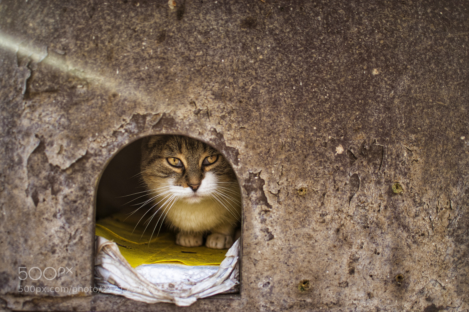 Nikon D5500 sample photo. " cat's house " photography