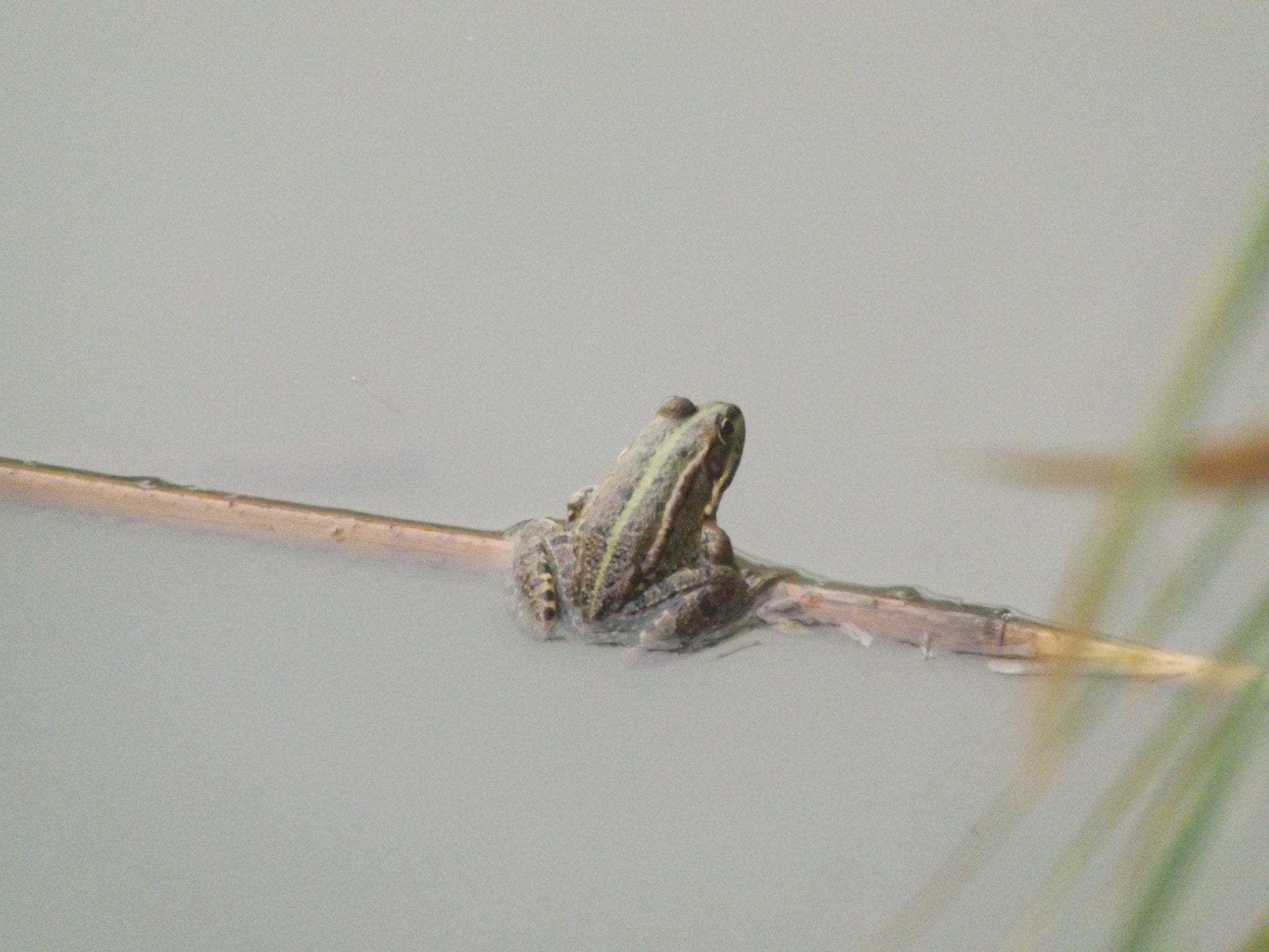 Fujifilm FinePix SL300 sample photo