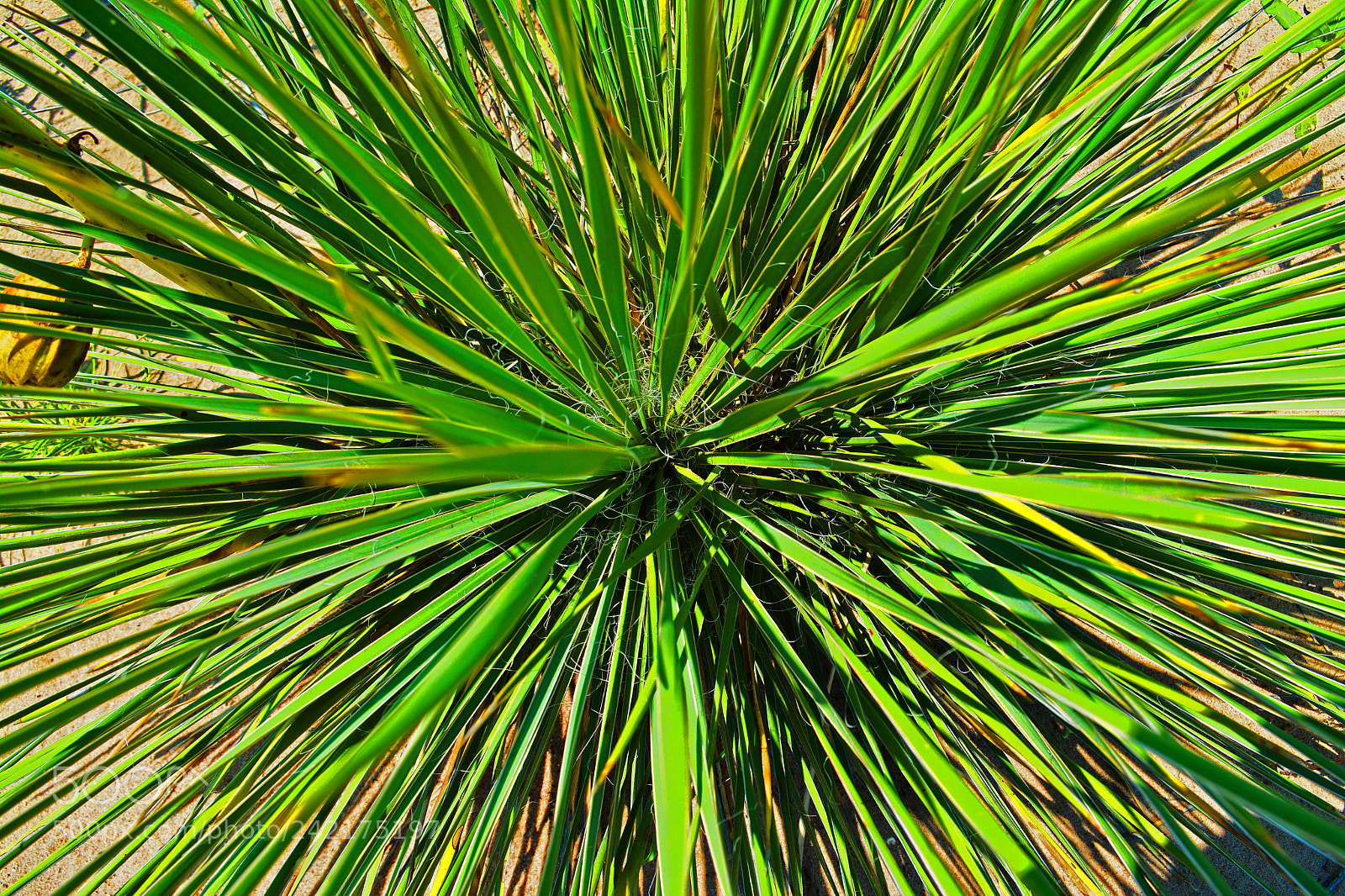 Nikon D7100 sample photo. Yucca photography
