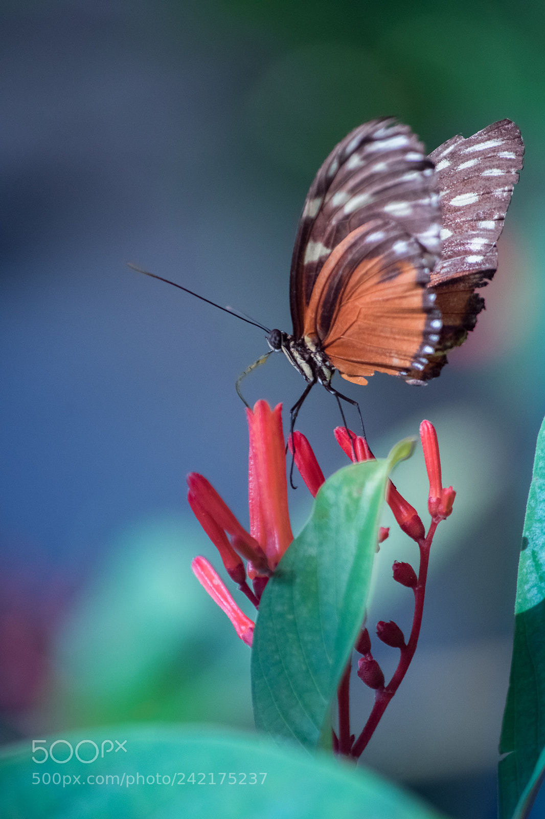 Nikon D810 sample photo. Zuleika butterfly photography
