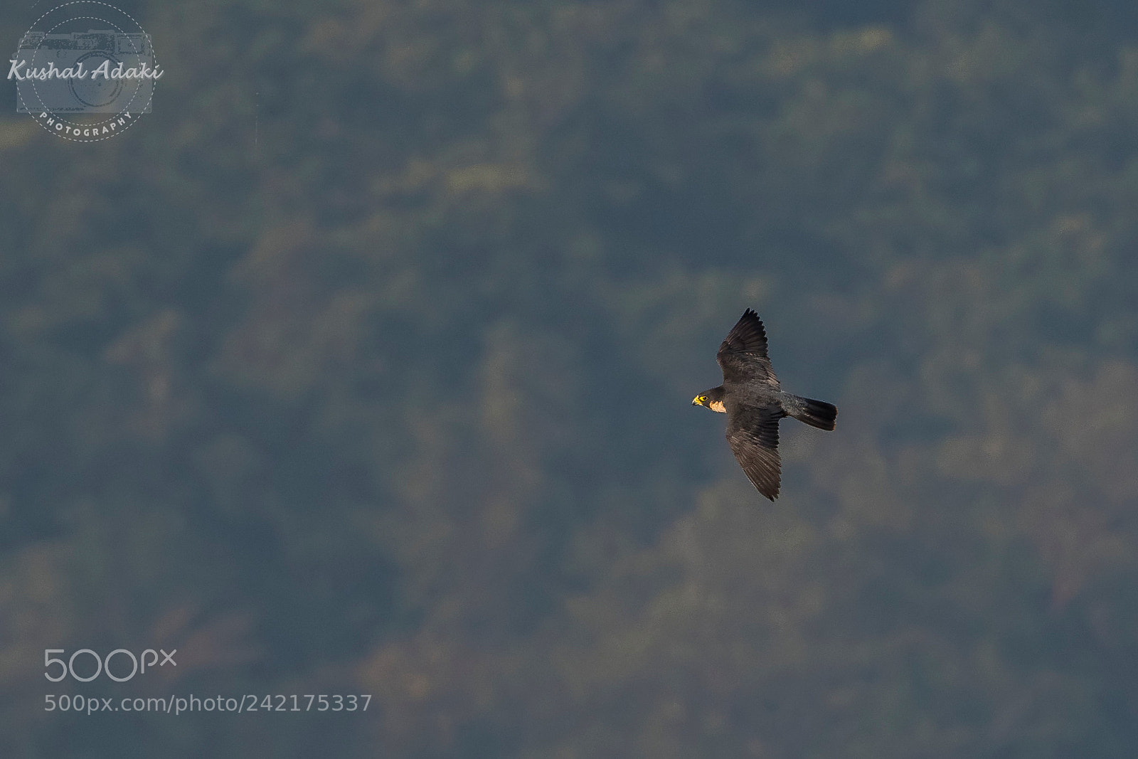 Nikon D500 sample photo. Shaheen falcon photography