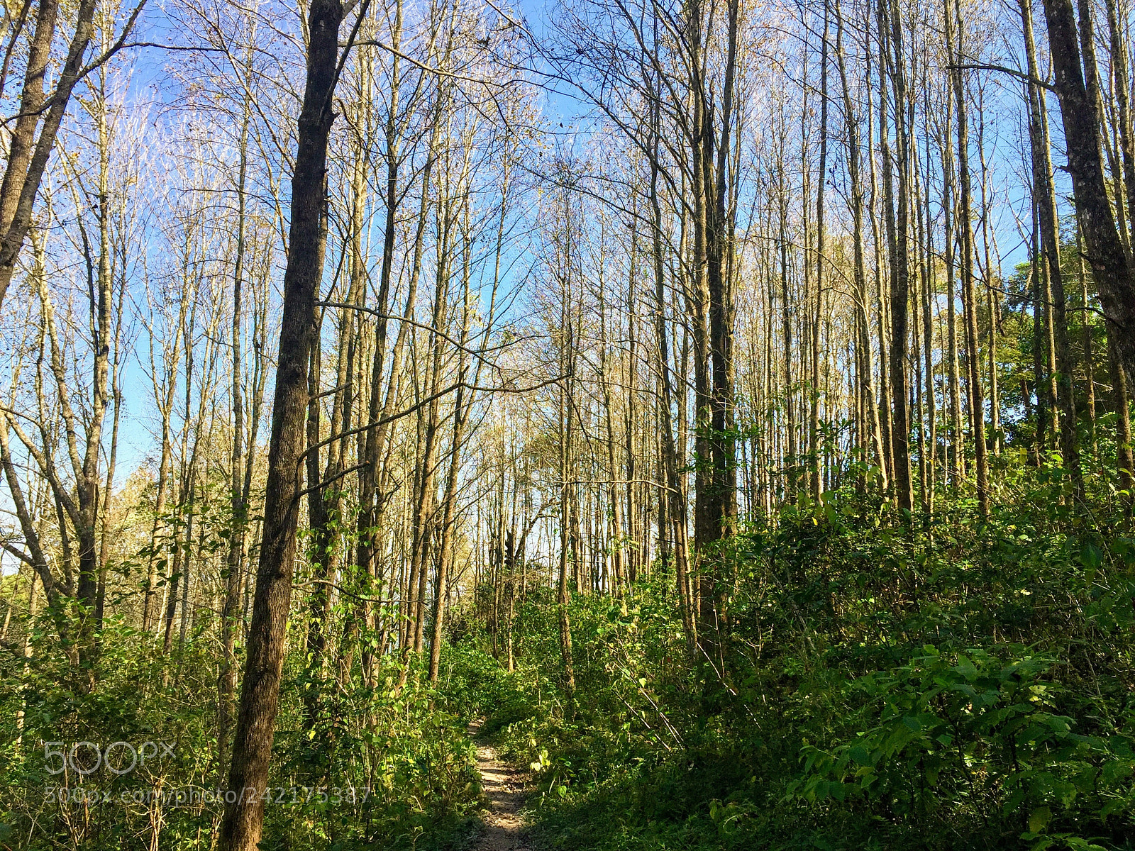 Apple iPhone 6 sample photo. Untitled photography