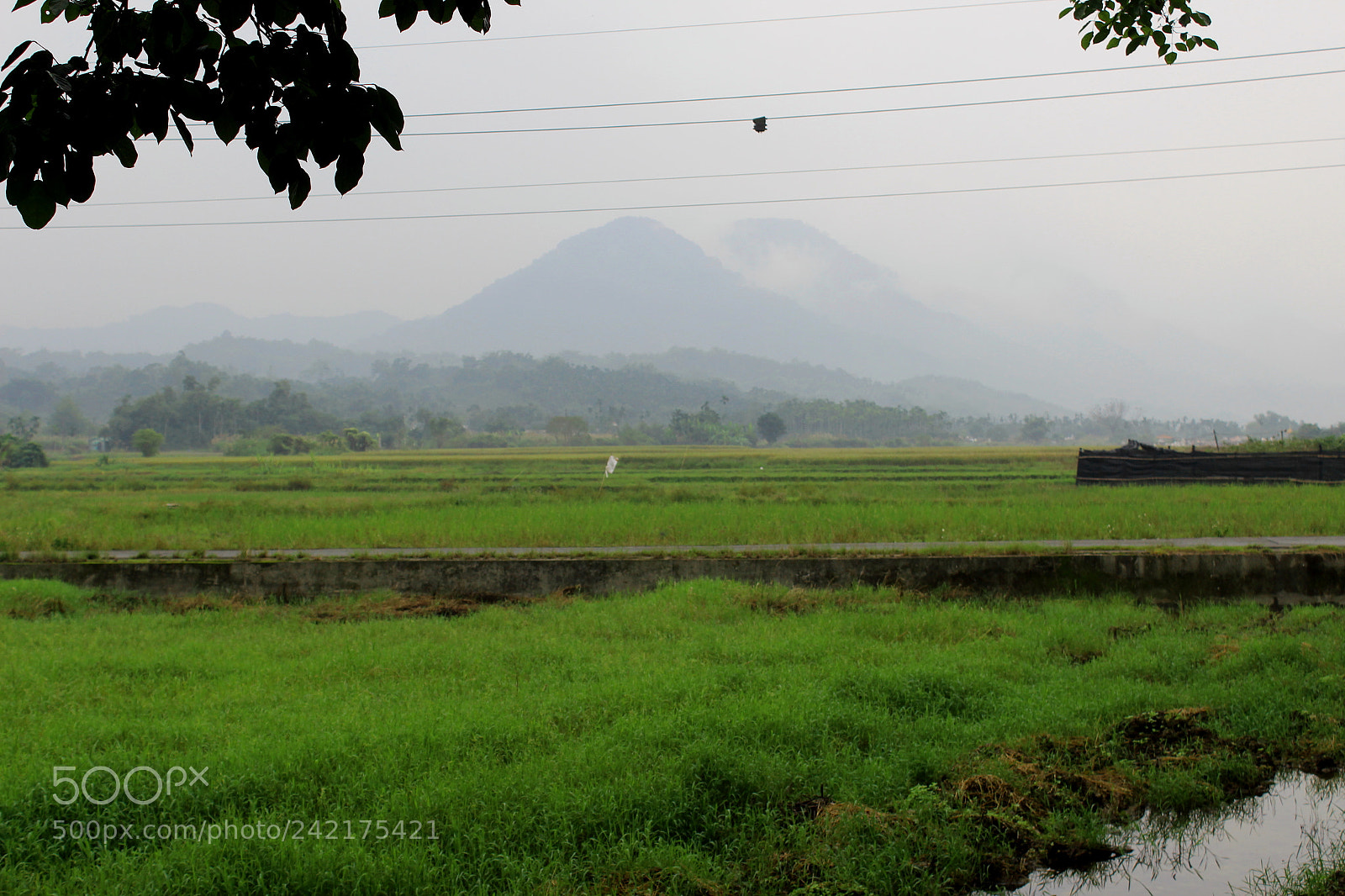 Canon EOS 1300D (EOS Rebel T6 / EOS Kiss X80) sample photo. Rice fields of taiwan photography