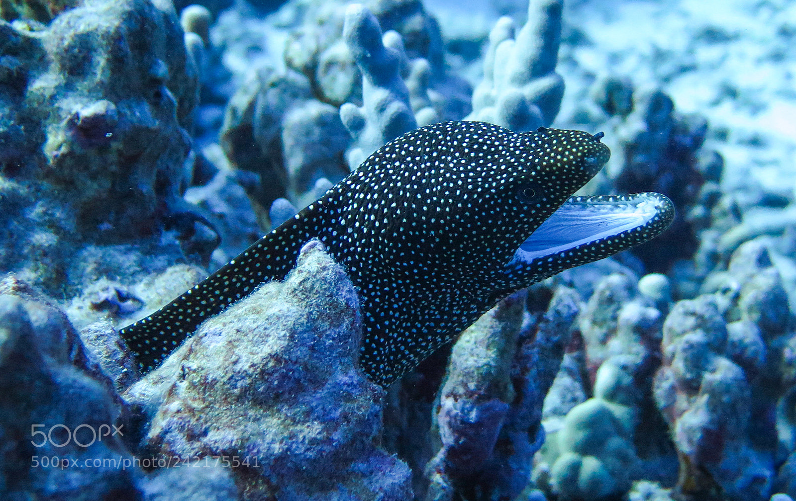 Canon PowerShot G16 sample photo. Whitemouth moray eel photography