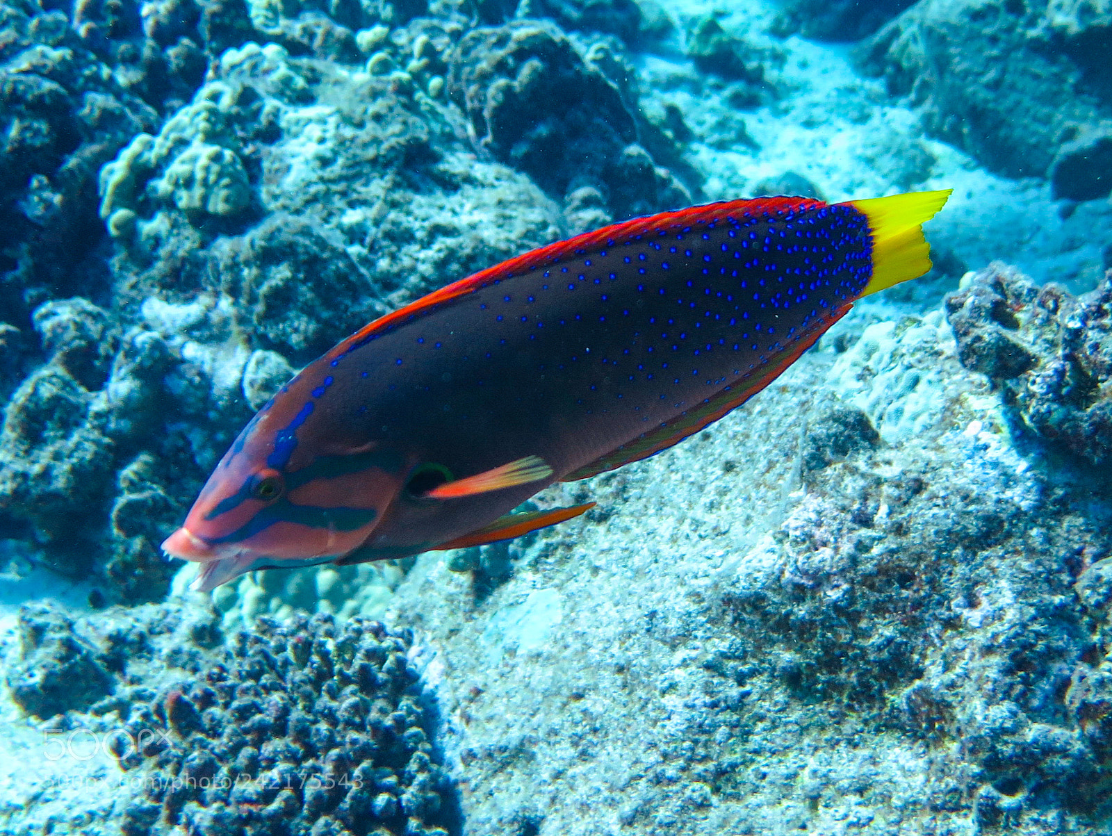 Canon PowerShot G16 sample photo. Yellowtail coris (?) photography
