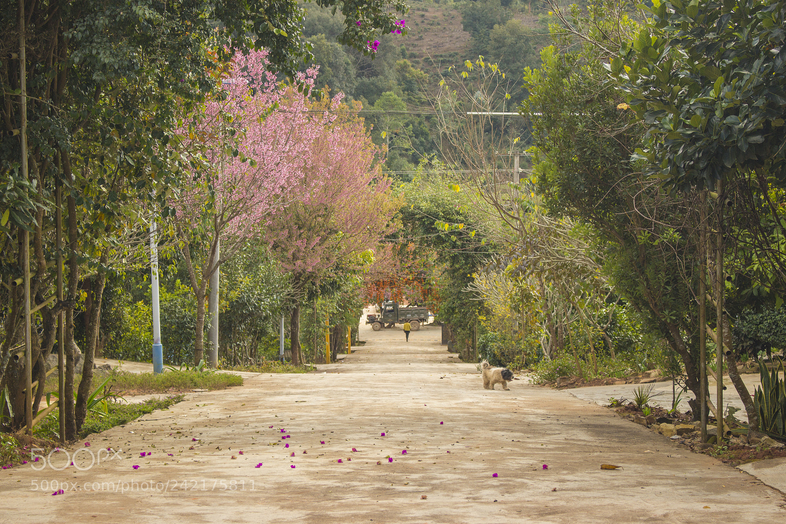 Canon EOS 100D (EOS Rebel SL1 / EOS Kiss X7) sample photo. 村庄 photography