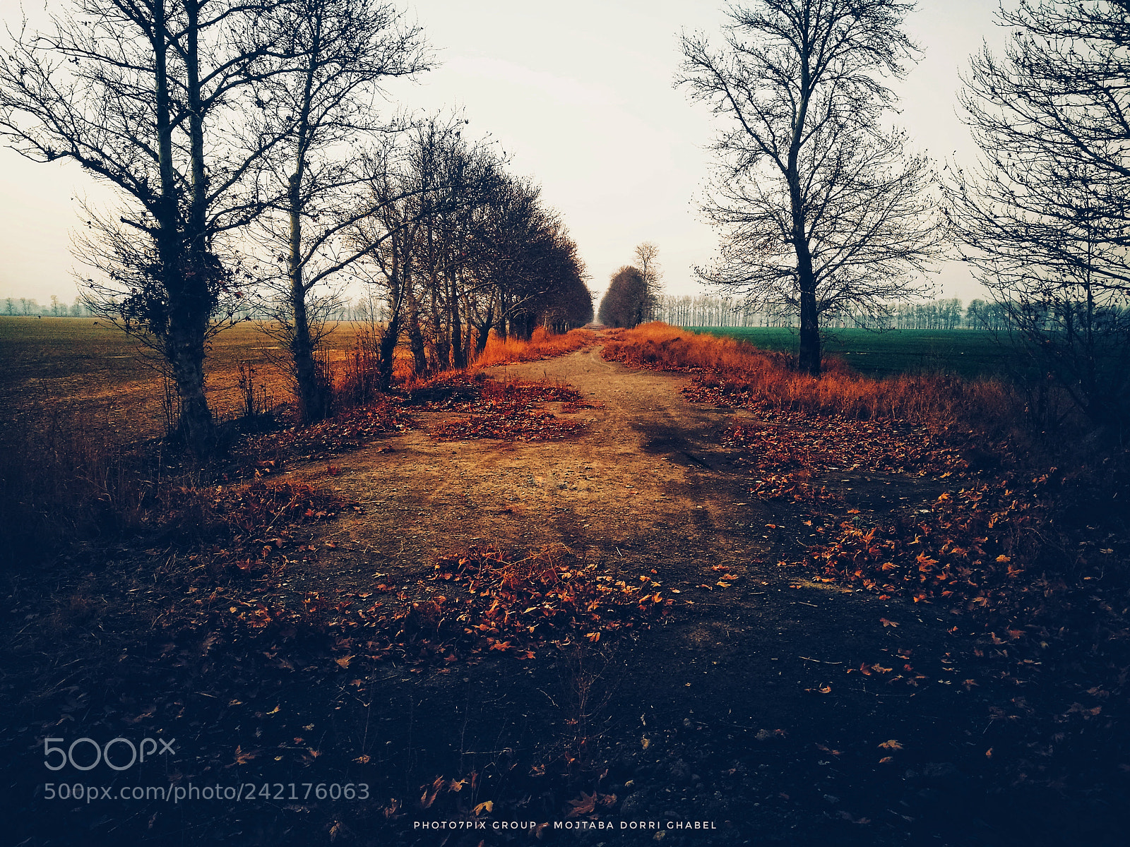 HUAWEI P9 Plus sample photo. Autumn photography