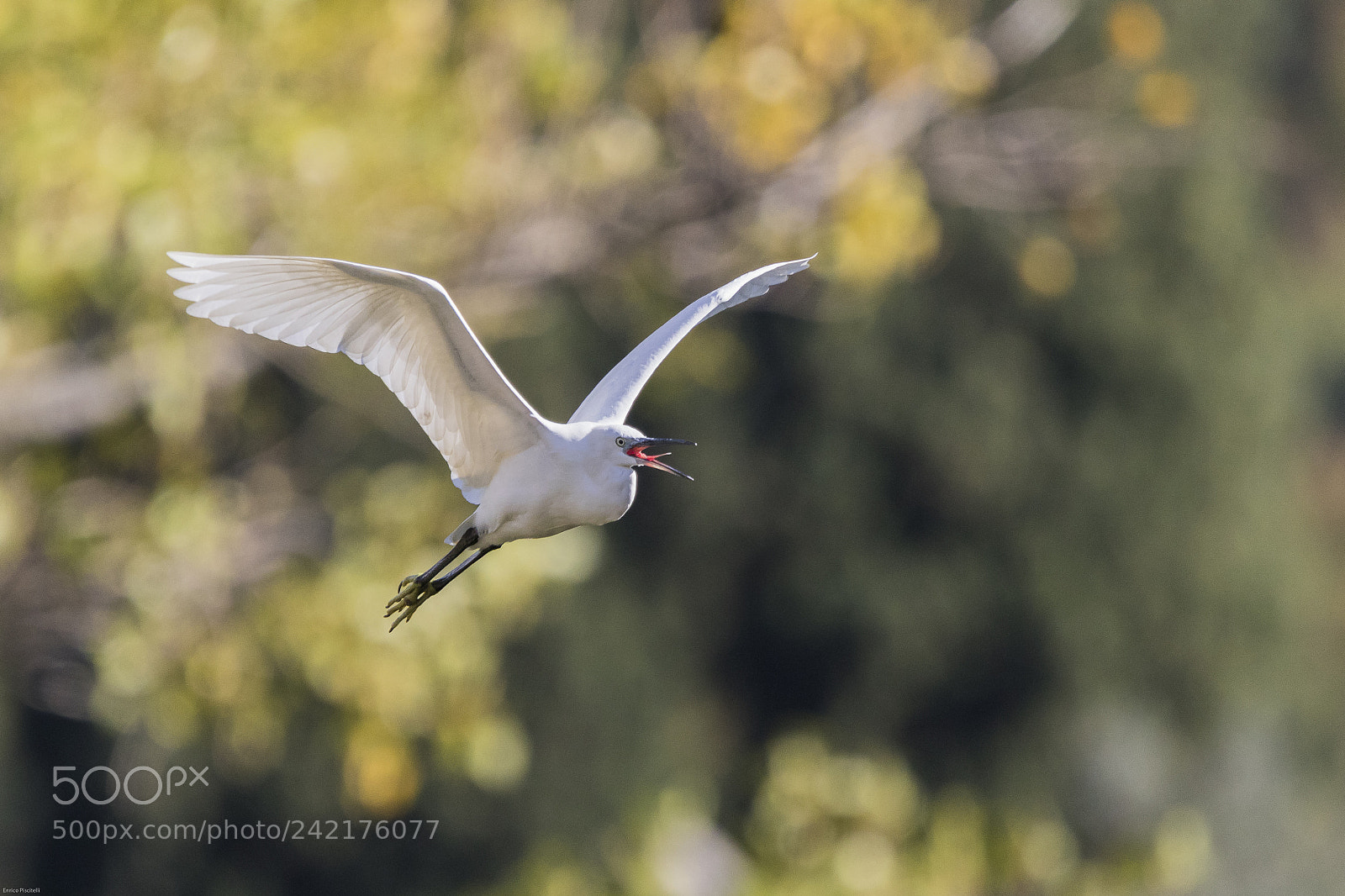 Canon EOS 7D Mark II sample photo. Garzetta photography