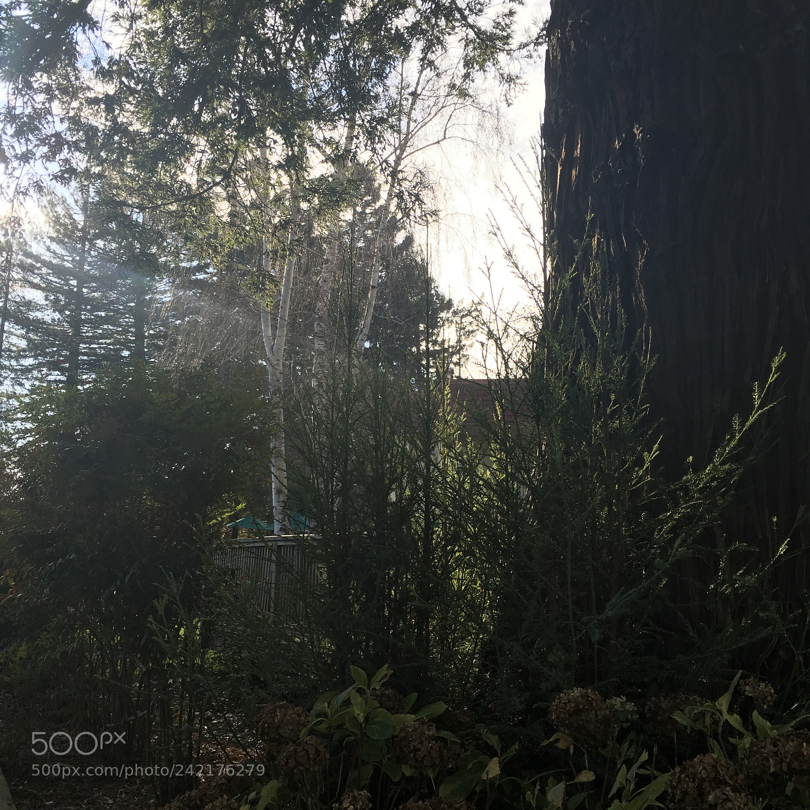 Apple iPad Pro sample photo. Untitled photography