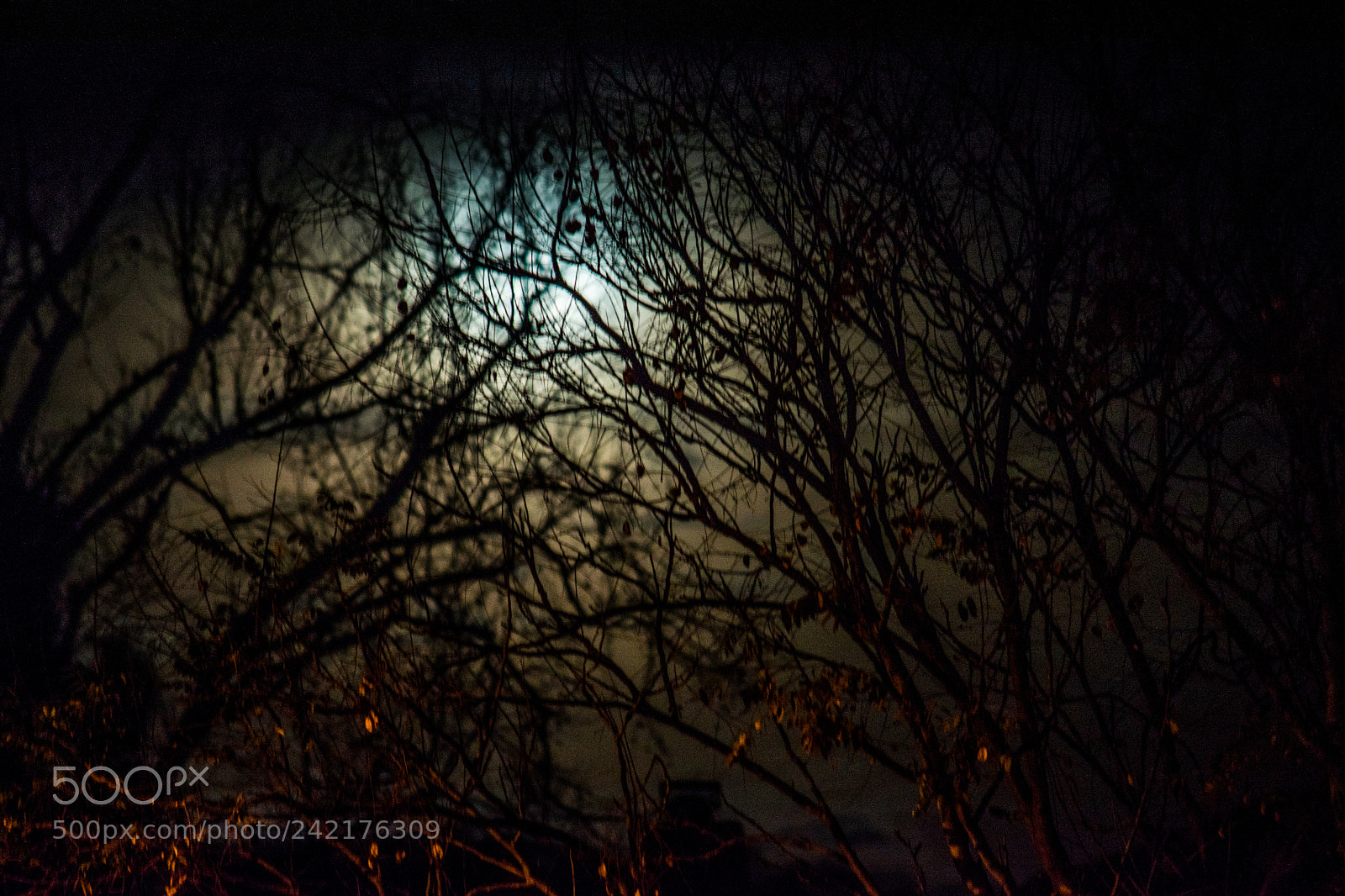Nikon D5500 sample photo. Moon photography
