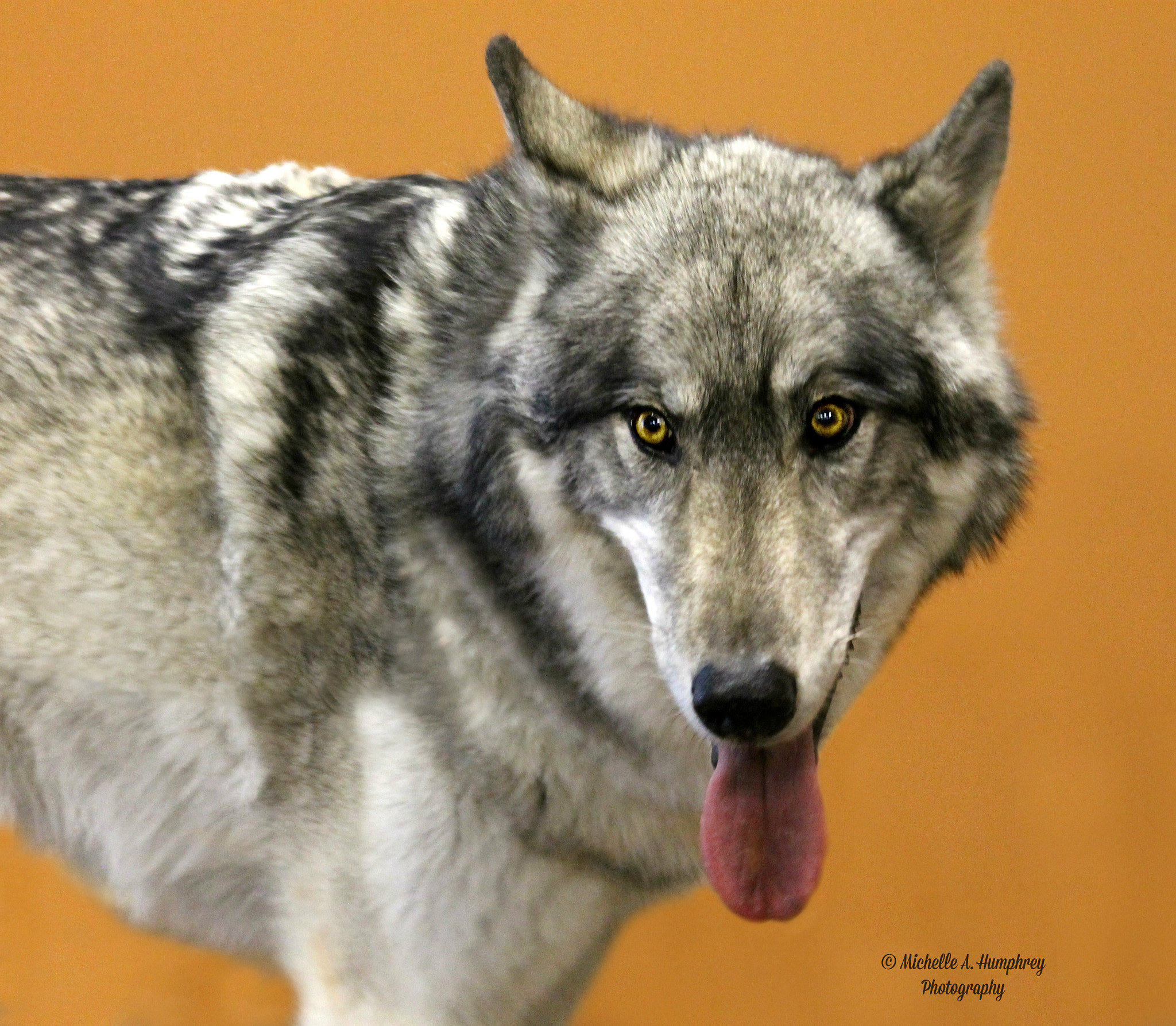 Canon EOS 1100D (EOS Rebel T3 / EOS Kiss X50) + Canon EF 28-135mm F3.5-5.6 IS USM sample photo. Tundra, the wolf dog photography