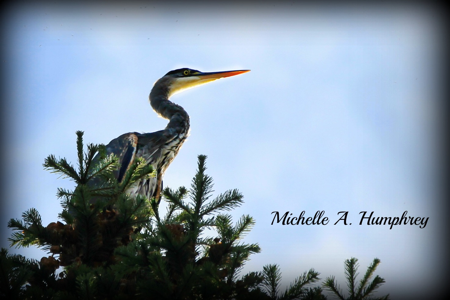 Canon EF 100-400mm F4.5-5.6L IS USM sample photo. Heron in the sky photography