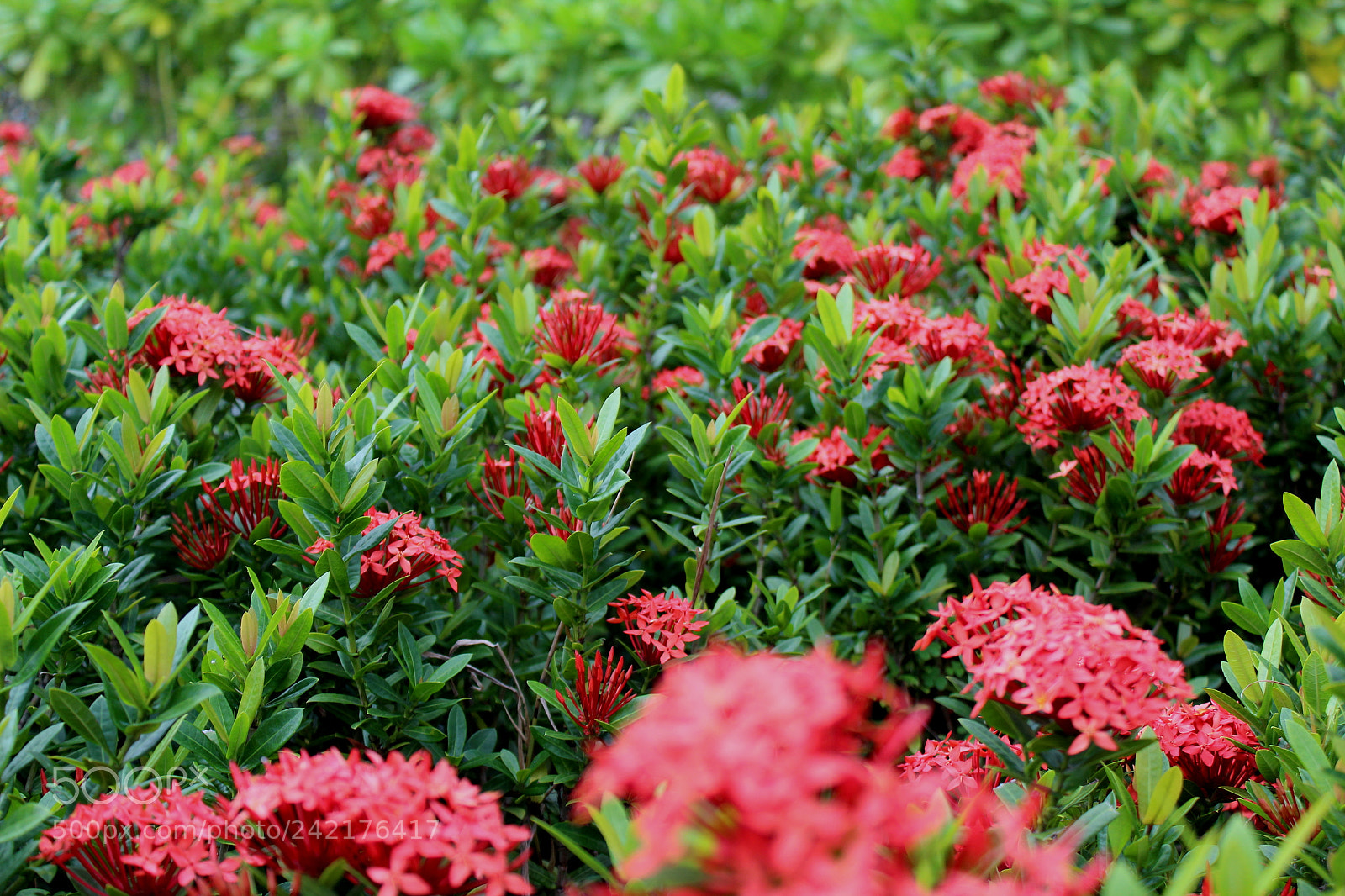 Canon EOS 1300D (EOS Rebel T6 / EOS Kiss X80) sample photo. Red blooms photography
