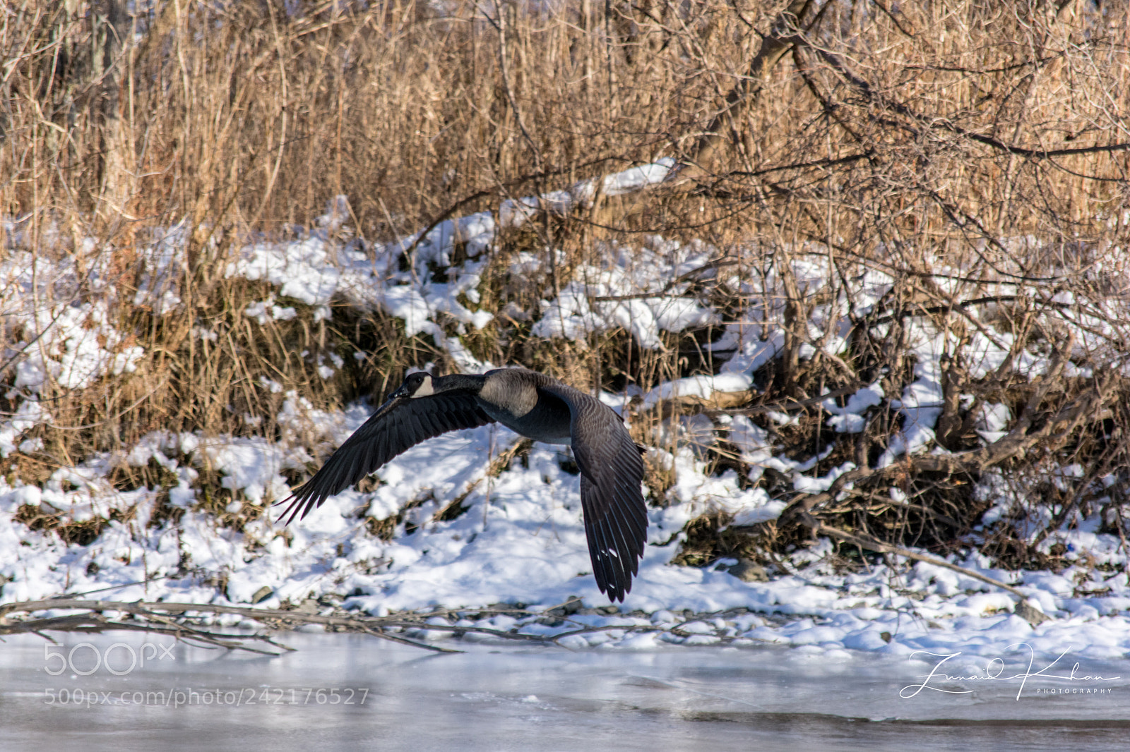 Nikon D3400 sample photo. Canada goose photography