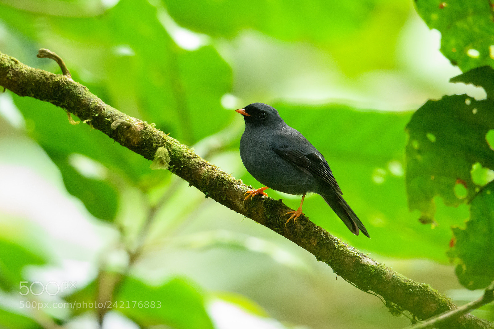 Nikon D850 sample photo. Black faced solitaire photography