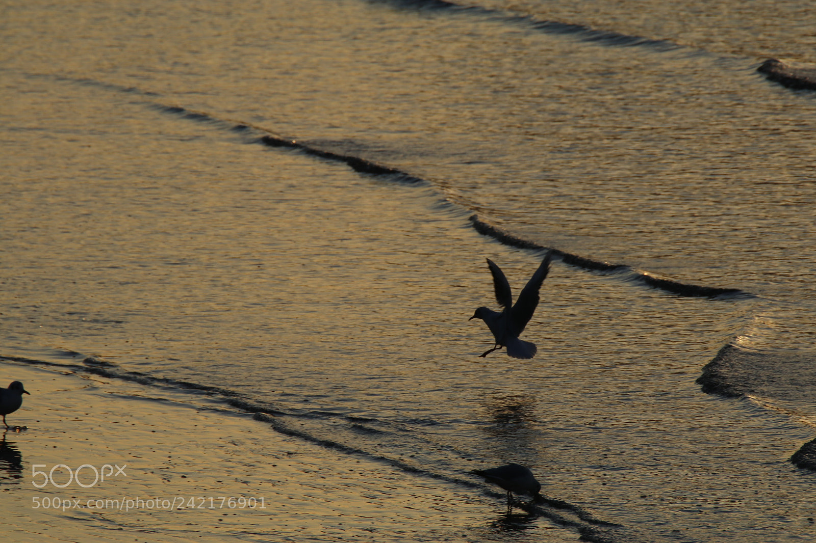 Tamron SP 150-600mm F5-6.3 Di VC USD sample photo. An elf danced on photography