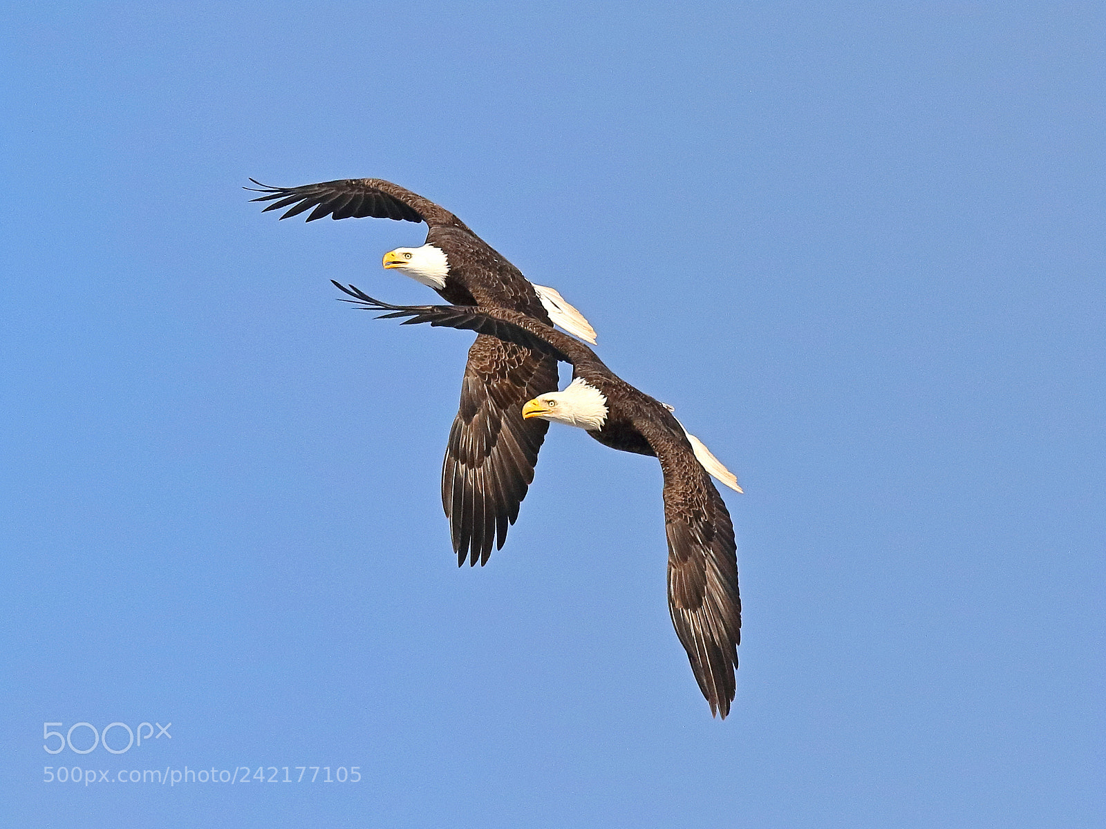 Canon EOS 7D Mark II sample photo. Dancing eagles photography