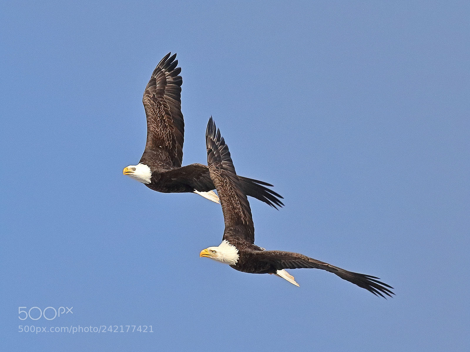 Canon EOS 7D Mark II sample photo. Dancing eagles ii photography