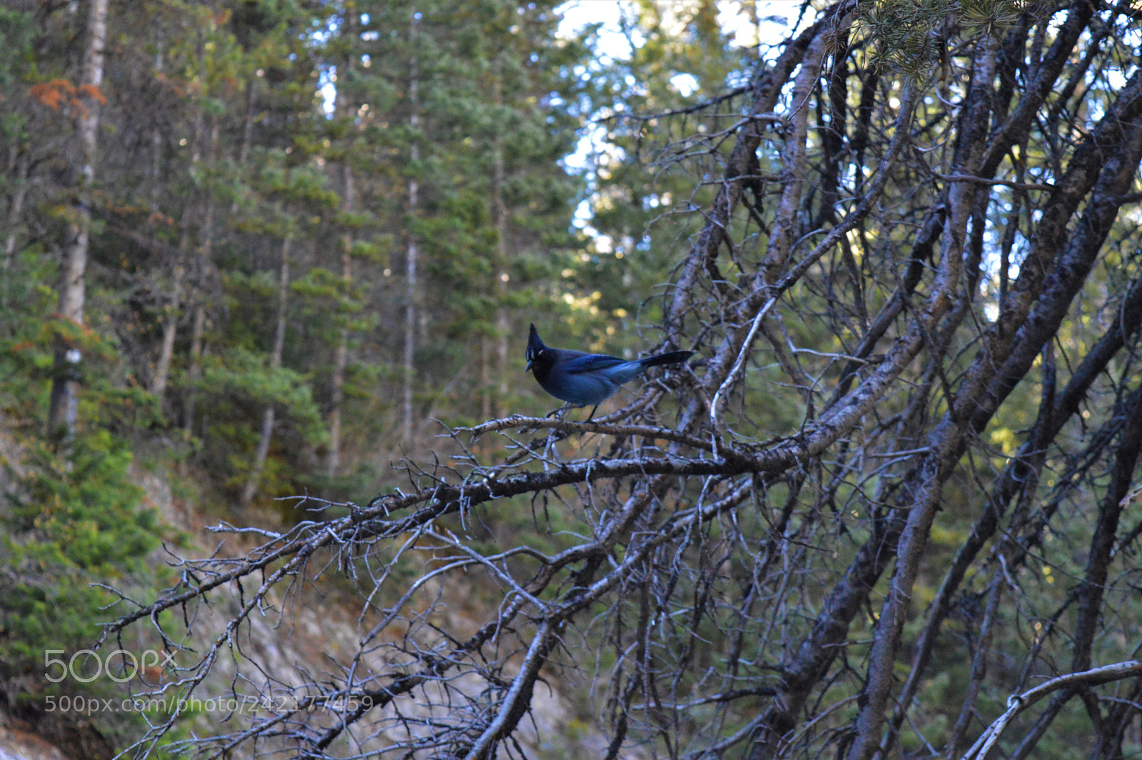 Nikon D3200 sample photo. Blue bird photography