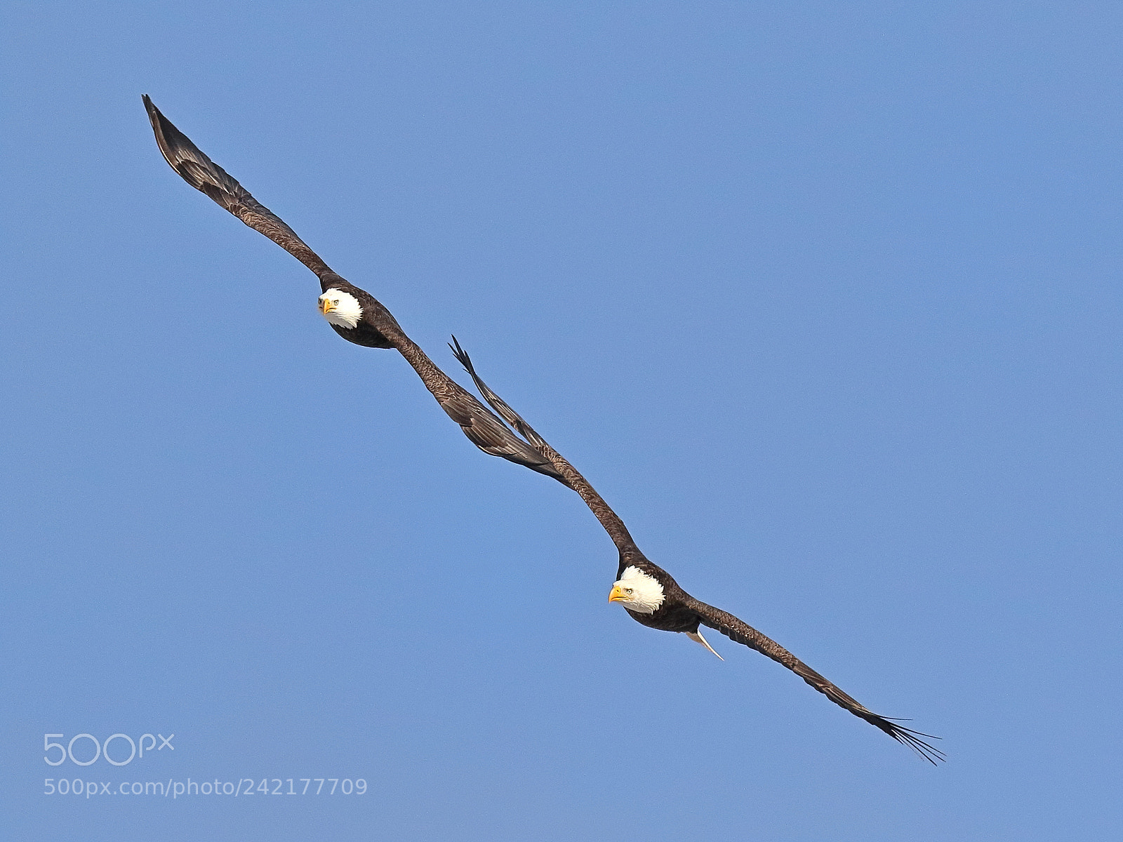 Canon EOS 7D Mark II sample photo. Dancing eagles iii photography