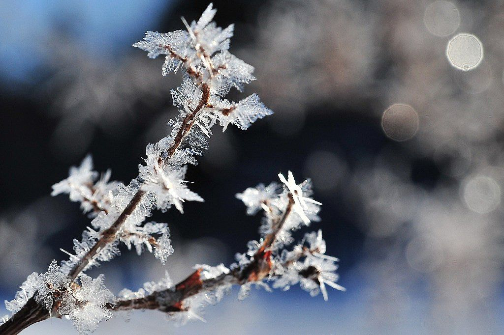 Nikon AF-S Micro-Nikkor 60mm F2.8G ED sample photo. Frozen flowers photography