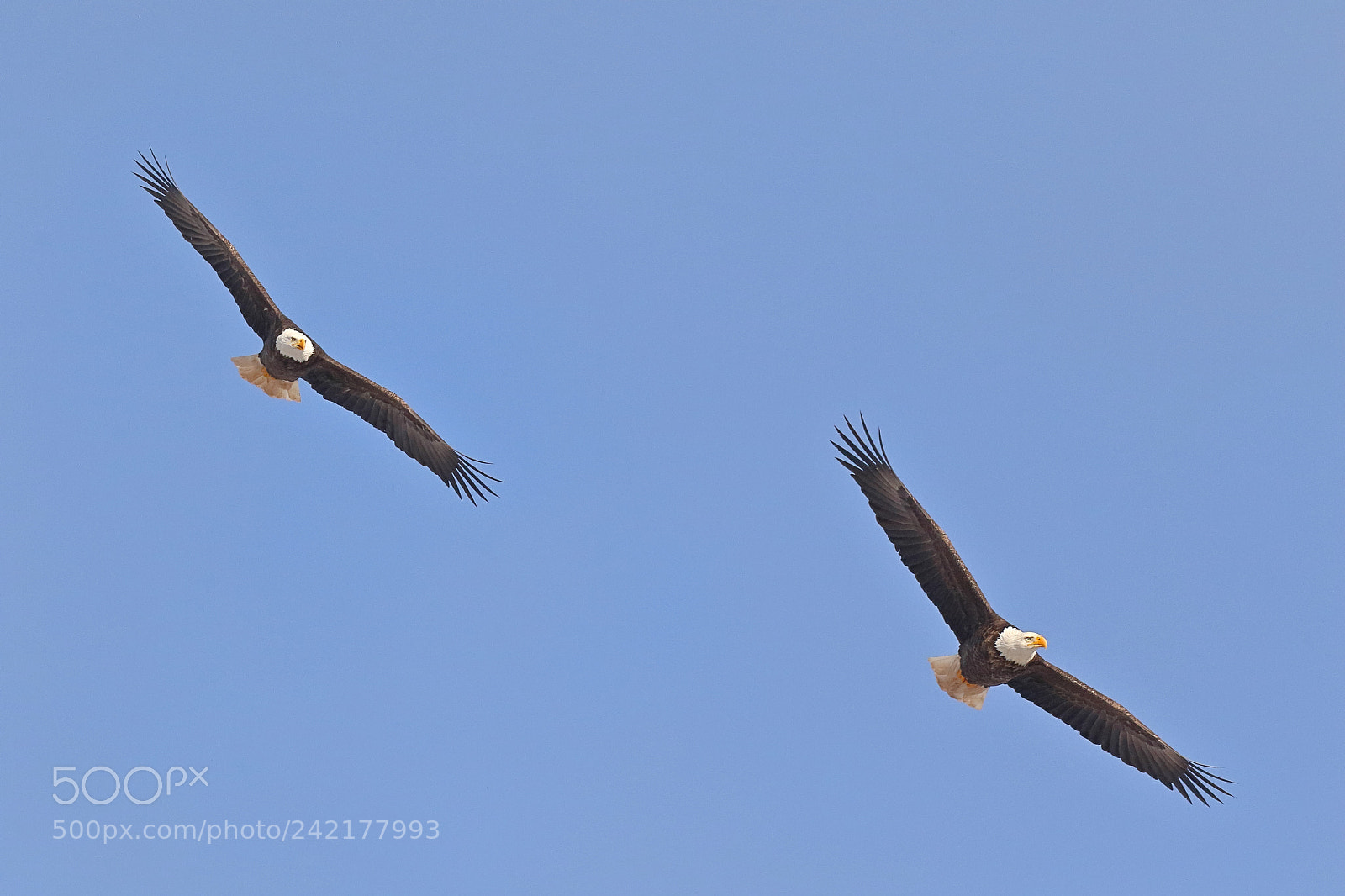 Canon EOS 7D Mark II sample photo. Dancing eagles iv photography