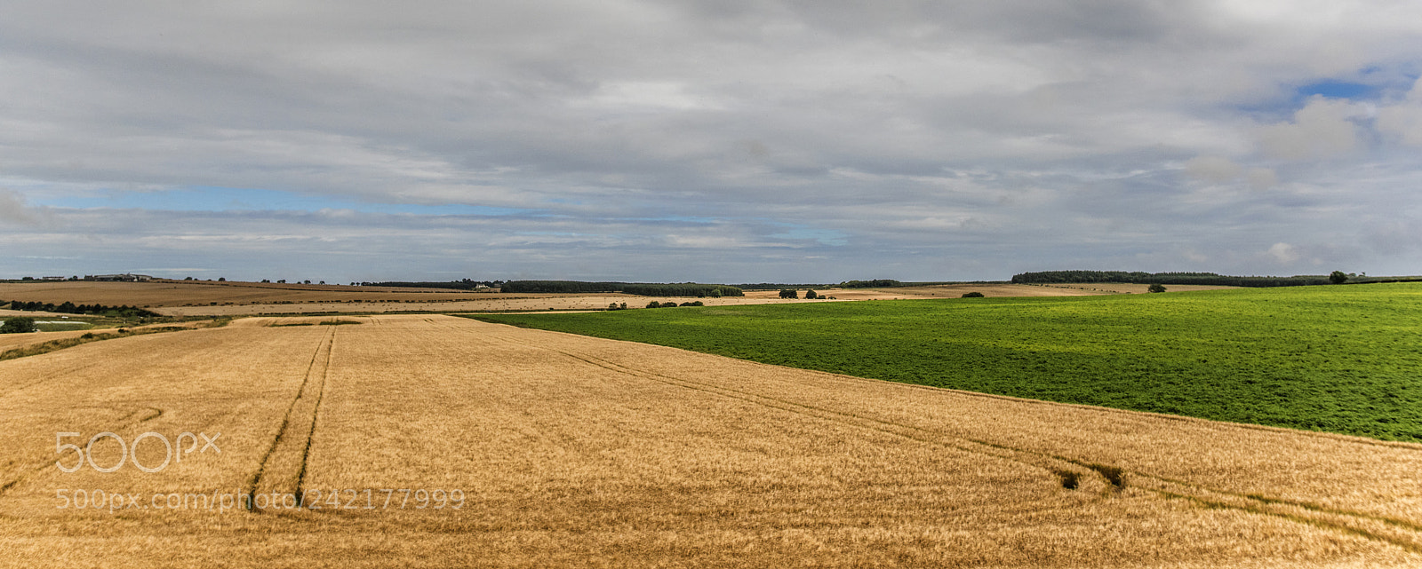 Nikon D810 sample photo. Reaping field photography