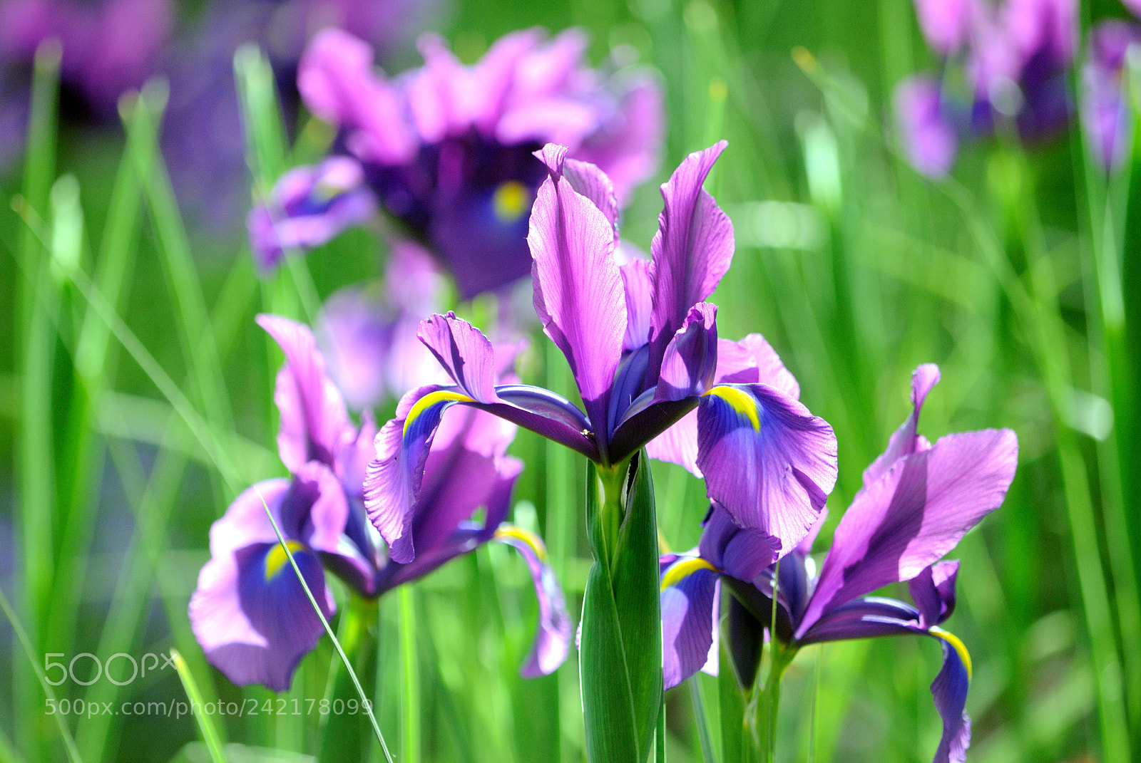 Nikon D3000 sample photo. Lilium flowers photography