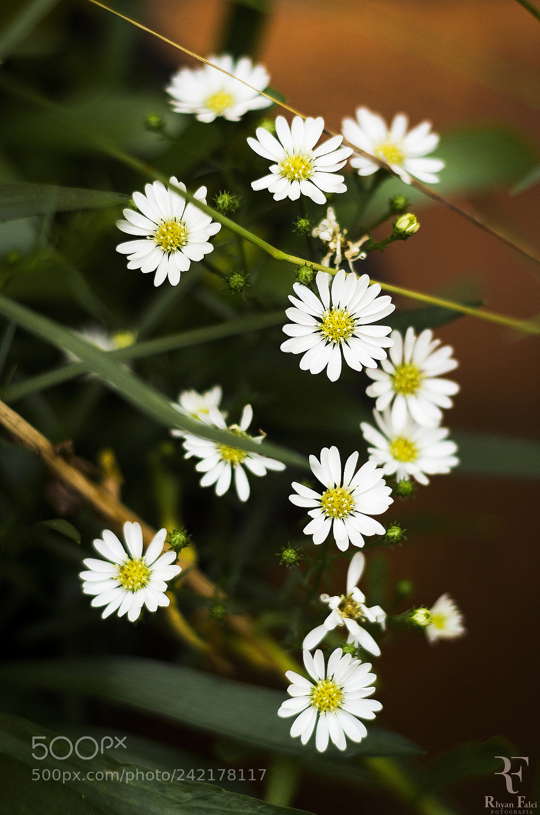 Canon EOS 1200D (EOS Rebel T5 / EOS Kiss X70 / EOS Hi) sample photo. Flores do jardim photography