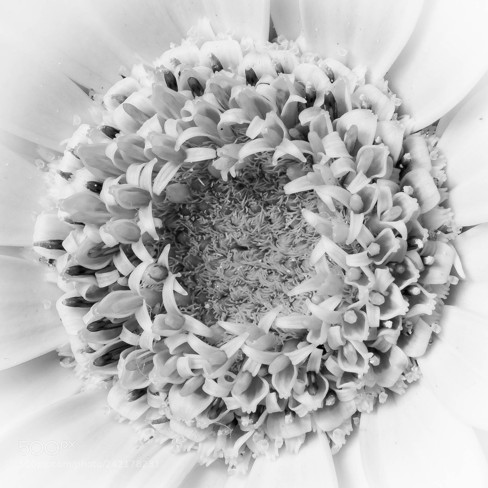 Canon EOS 750D (EOS Rebel T6i / EOS Kiss X8i) sample photo. Black and white macro photography