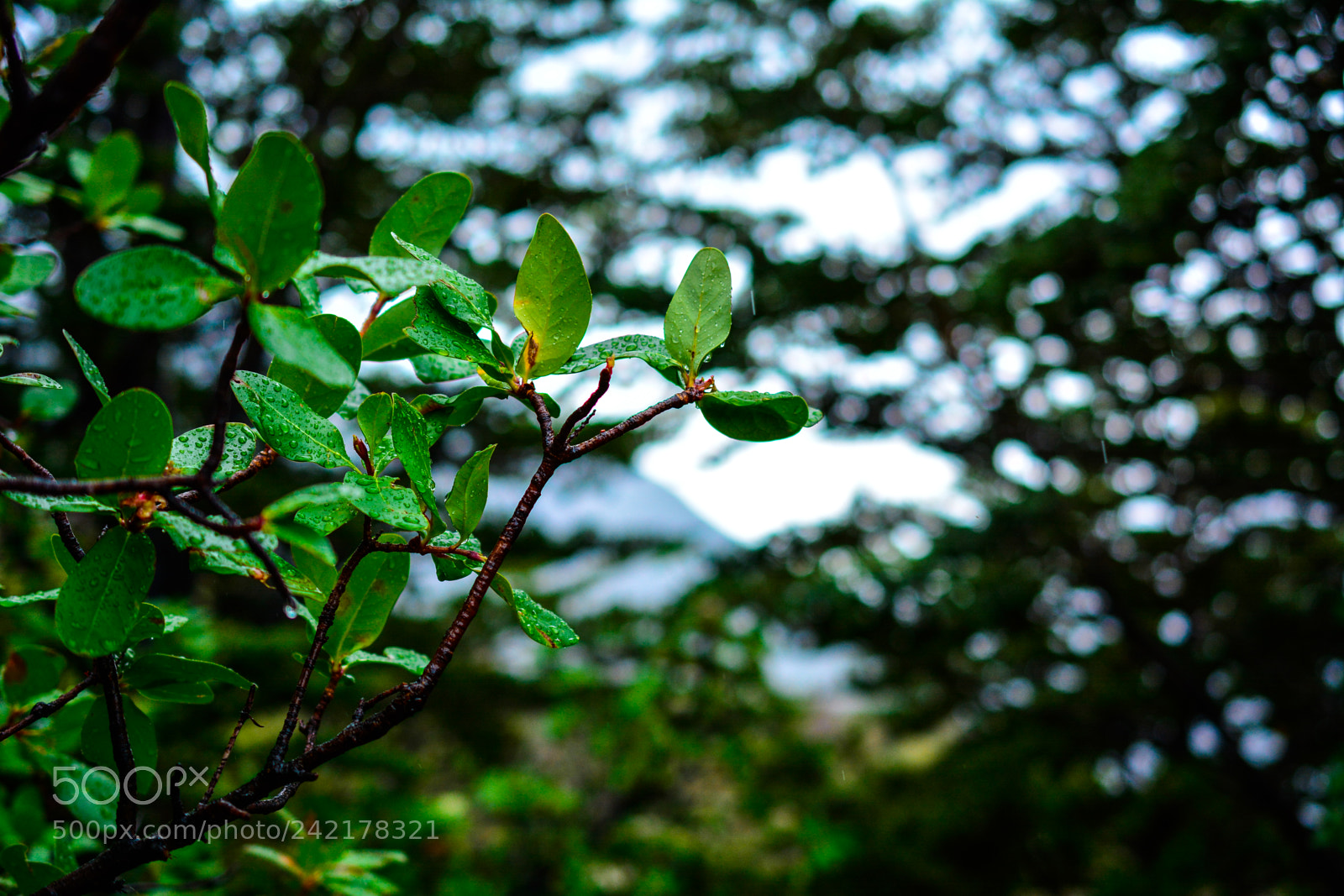 Nikon D7100 sample photo. Patagonia photography