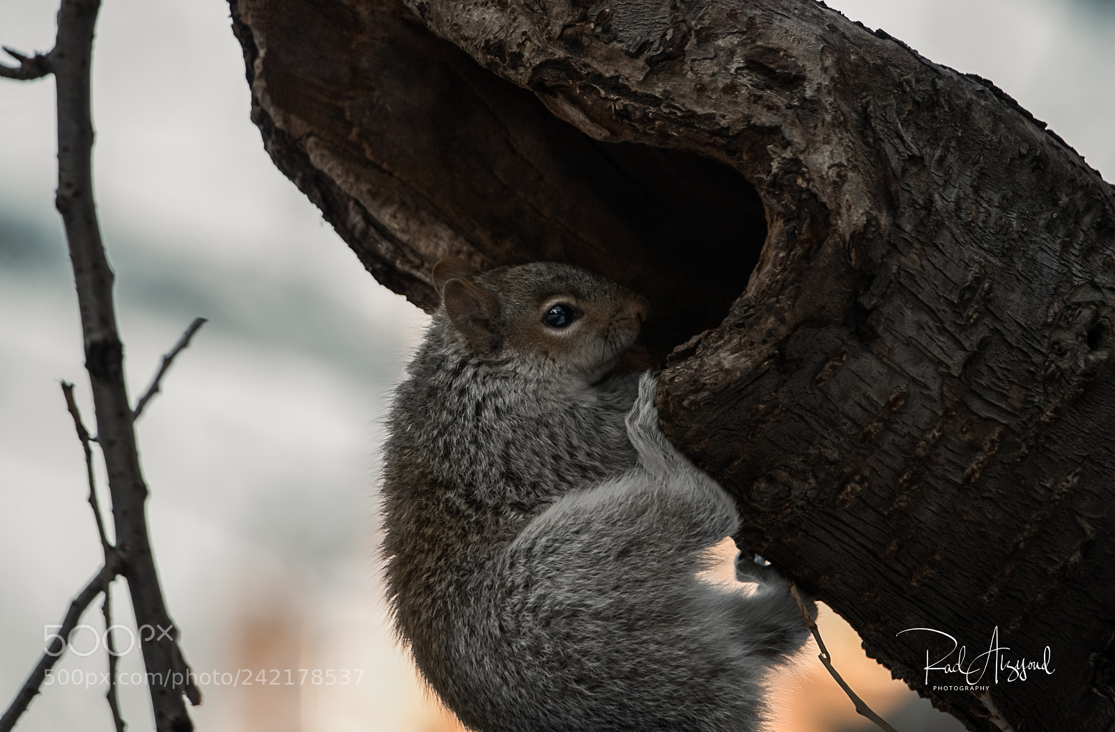 Nikon D850 sample photo. Squirrel photography