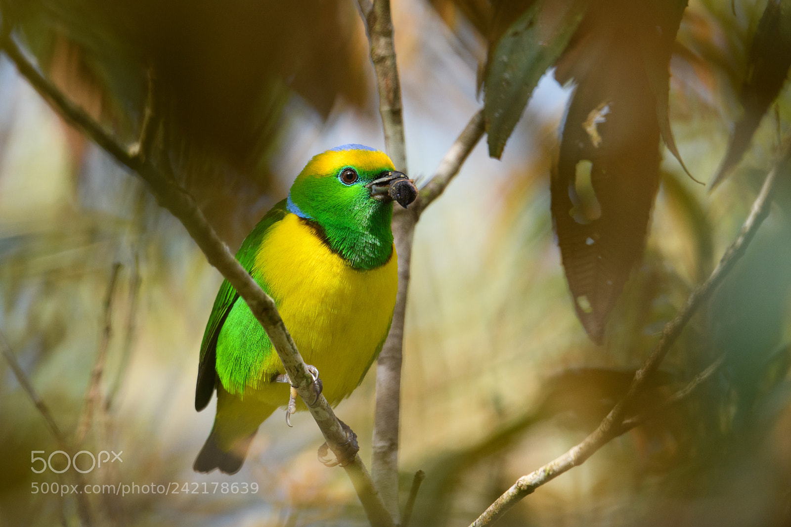 Nikon D850 sample photo. Golden browned chlorophonia photography