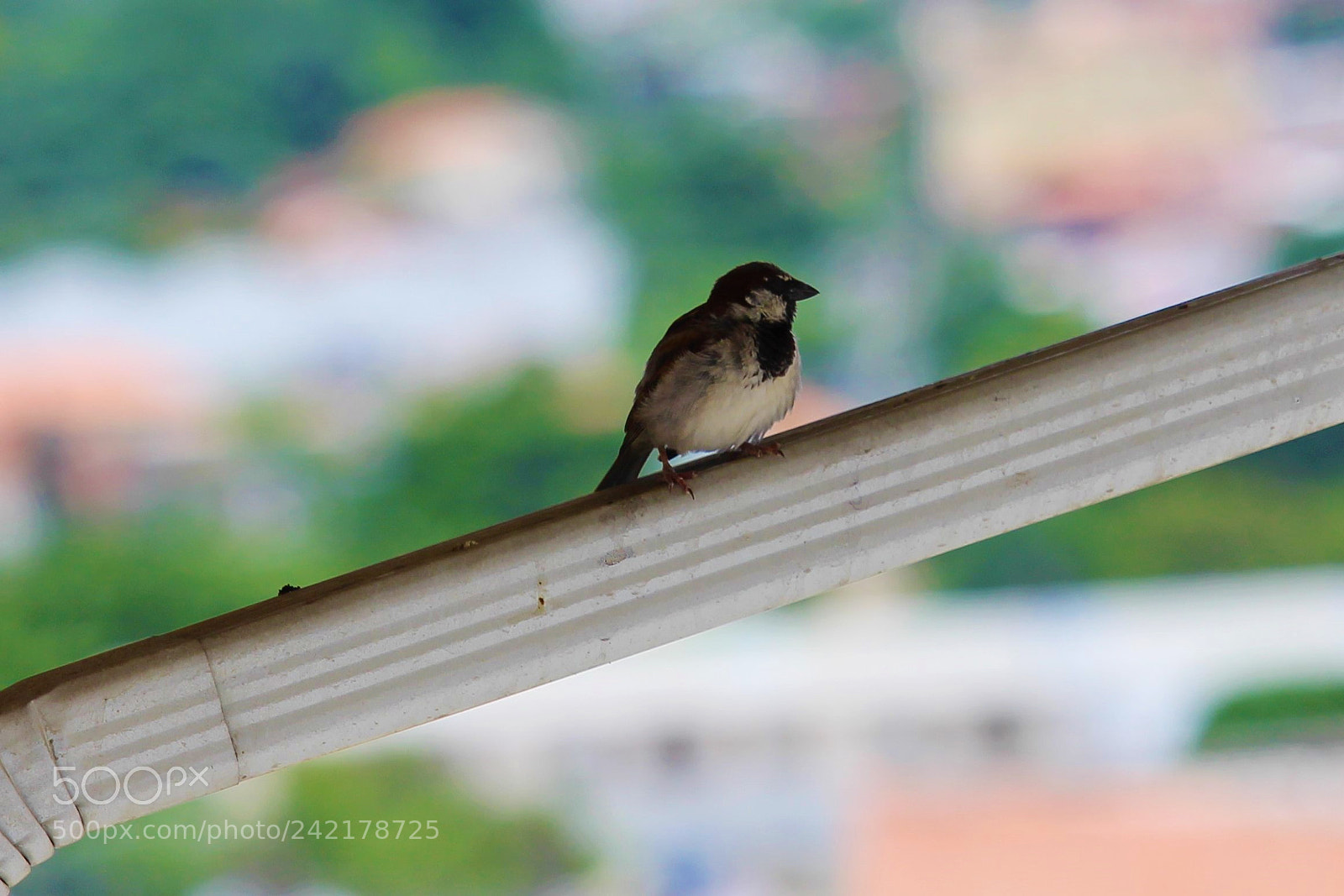 Canon EOS 700D (EOS Rebel T5i / EOS Kiss X7i) sample photo. Passer domesticus photography