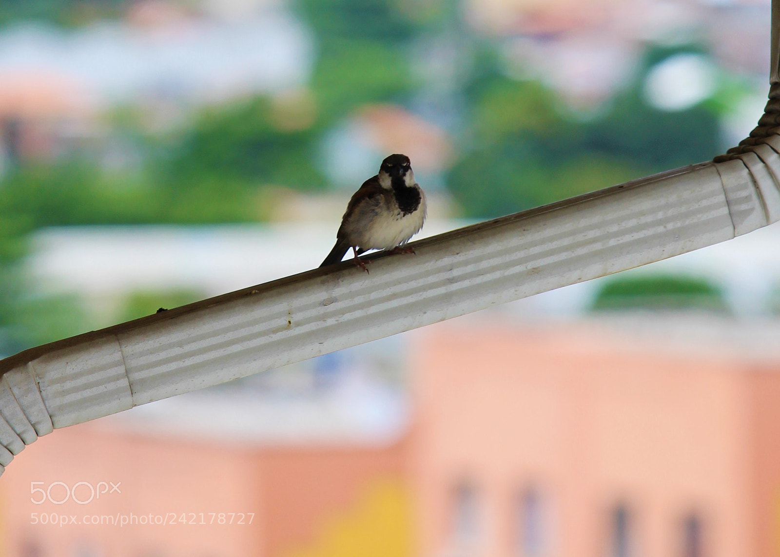 Canon EOS 700D (EOS Rebel T5i / EOS Kiss X7i) sample photo. Passer domesticus photography