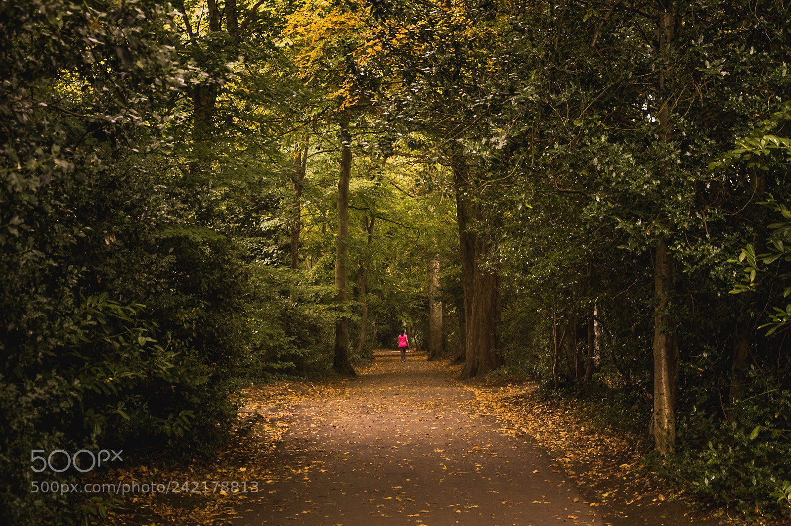 Nikon D90 sample photo. Marley park, dublin 2017 autumn photography
