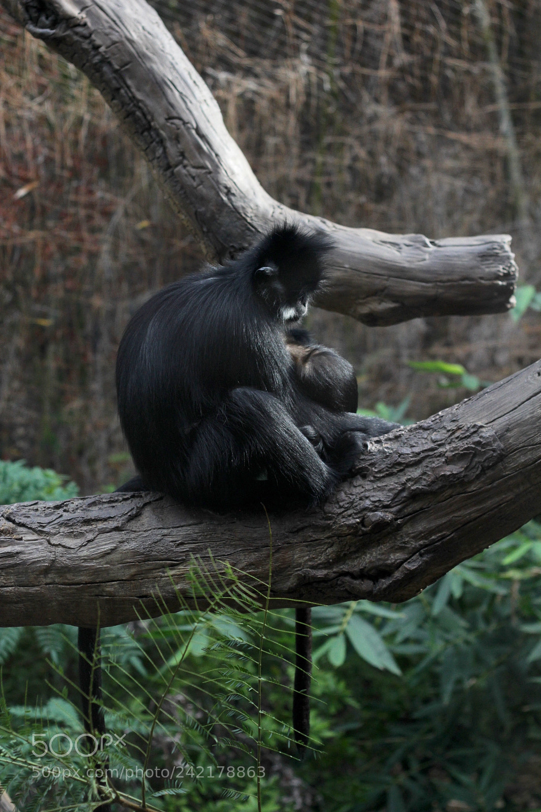 Canon EOS 60D sample photo. Nap time photography