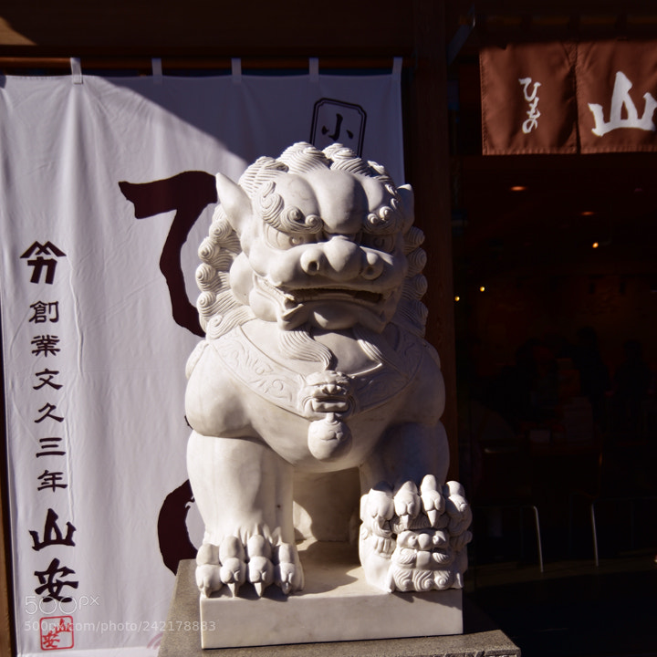 Nikon D5600 sample photo. 61.jpg photography